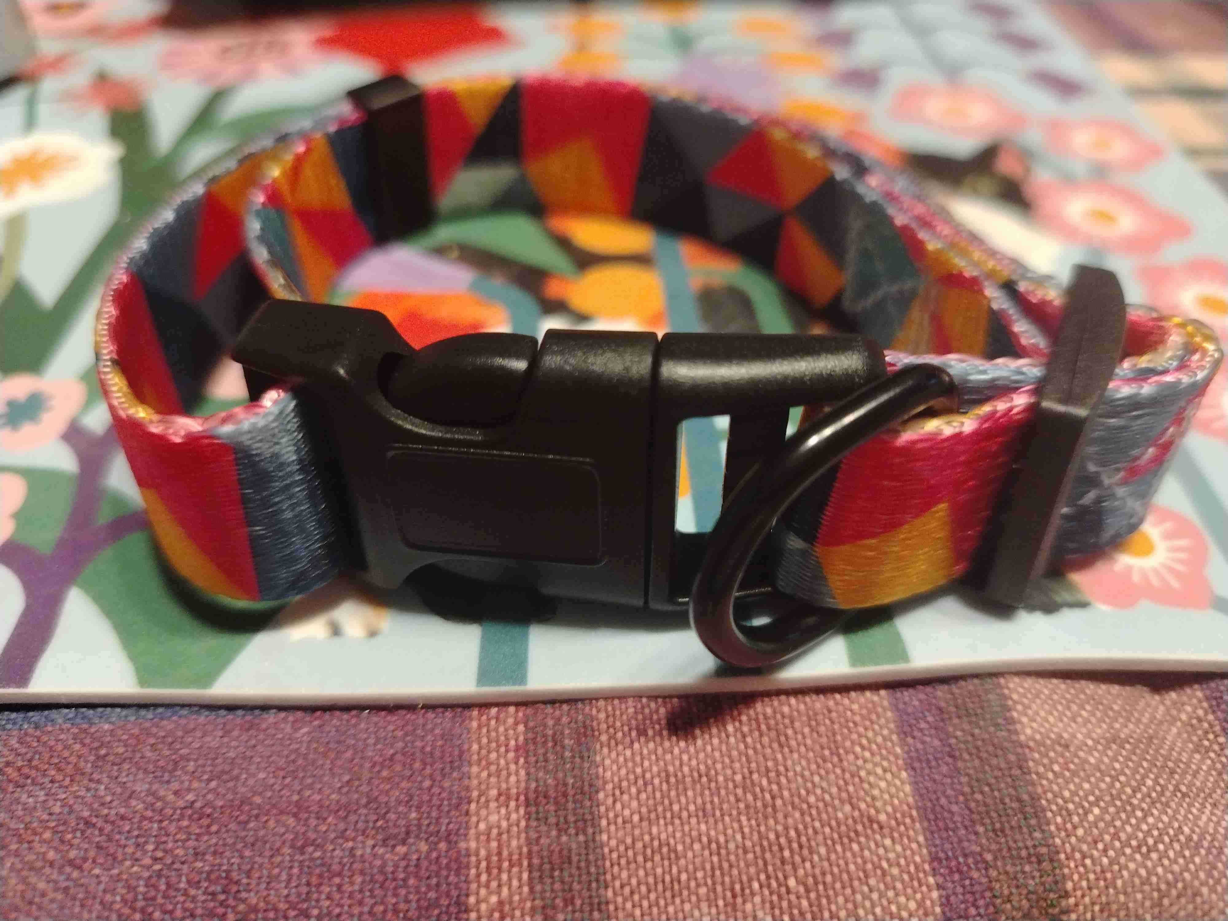 Collar colorido perros