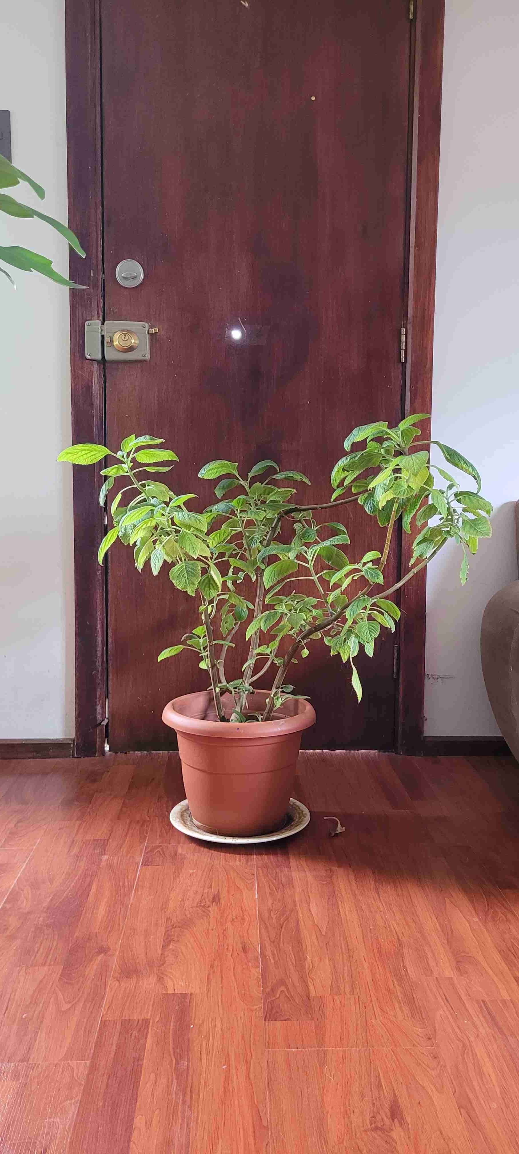 Planta de interior con maceta - miniatura 2