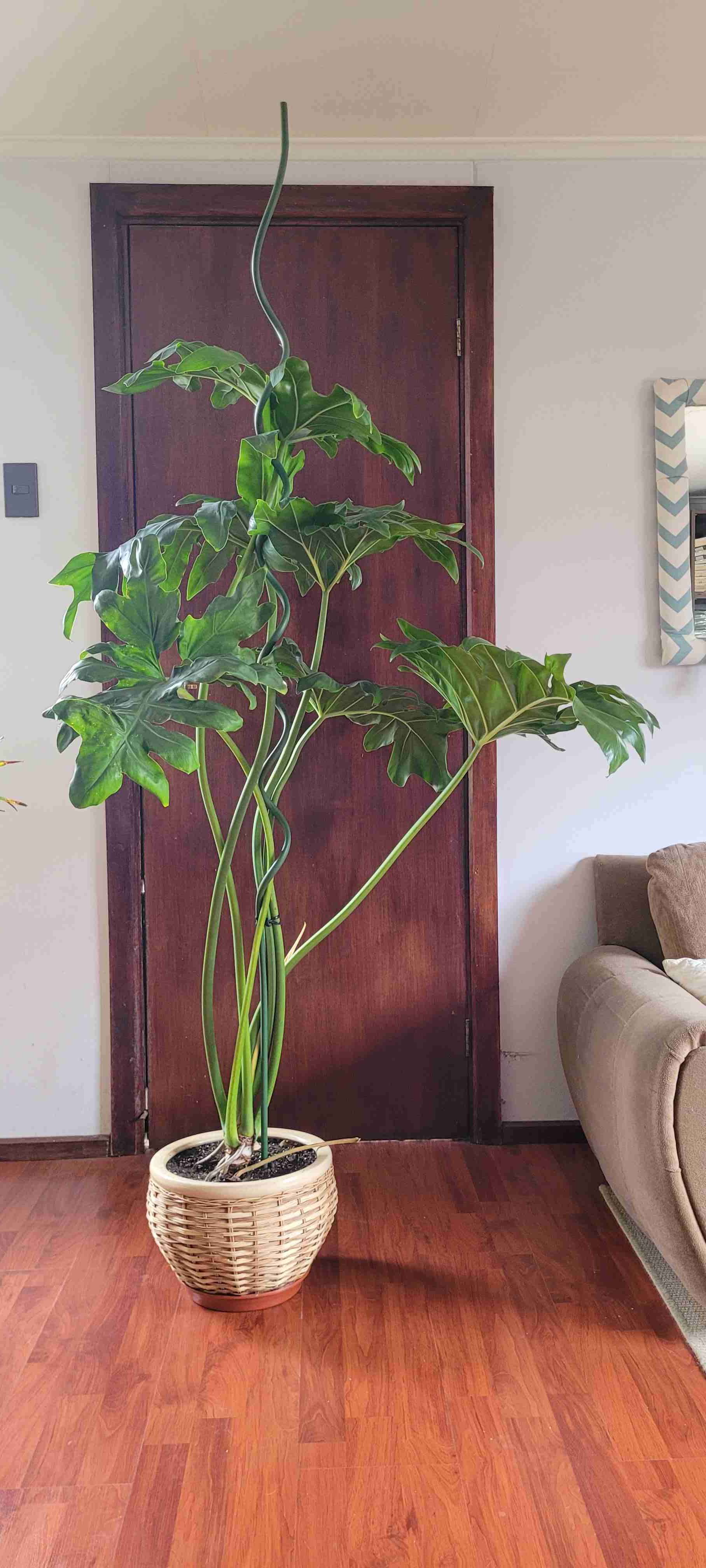 Planta de interior con maceta - miniatura 3