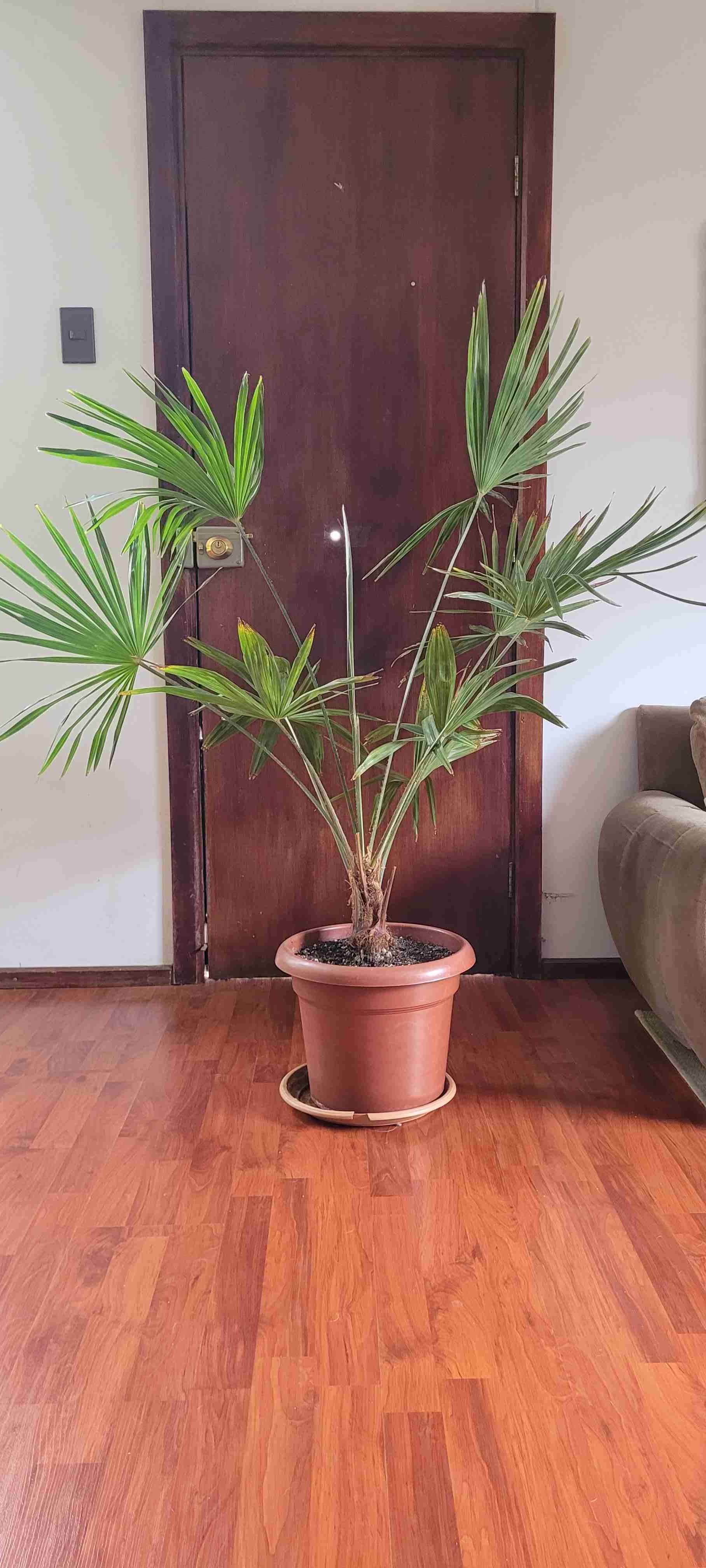 Planta de interior con maceta - miniatura 4