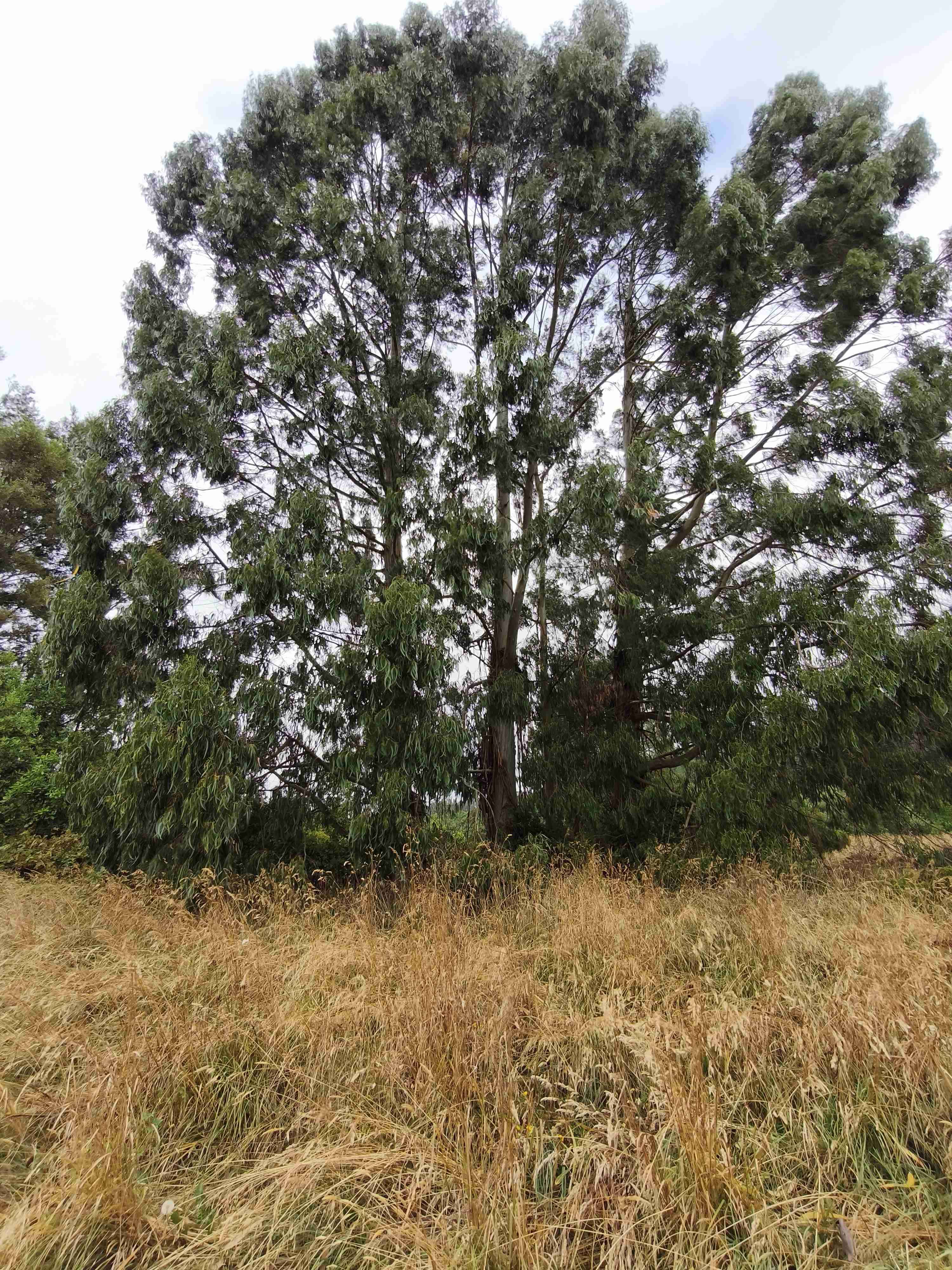 Parcelas Proyecto Portal del Ranco - miniatura 5