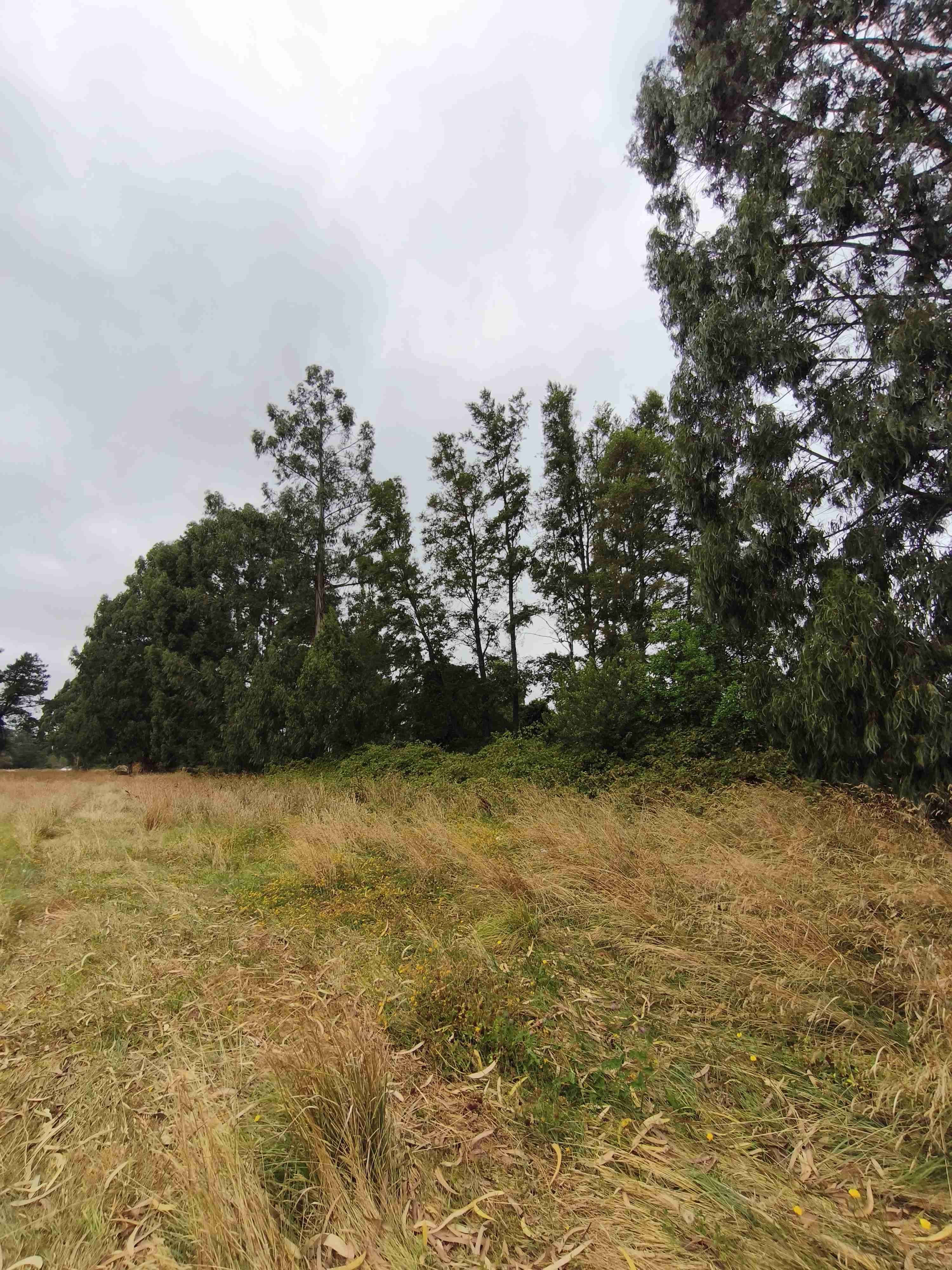 Parcelas Proyecto Portal del Ranco - miniatura 6