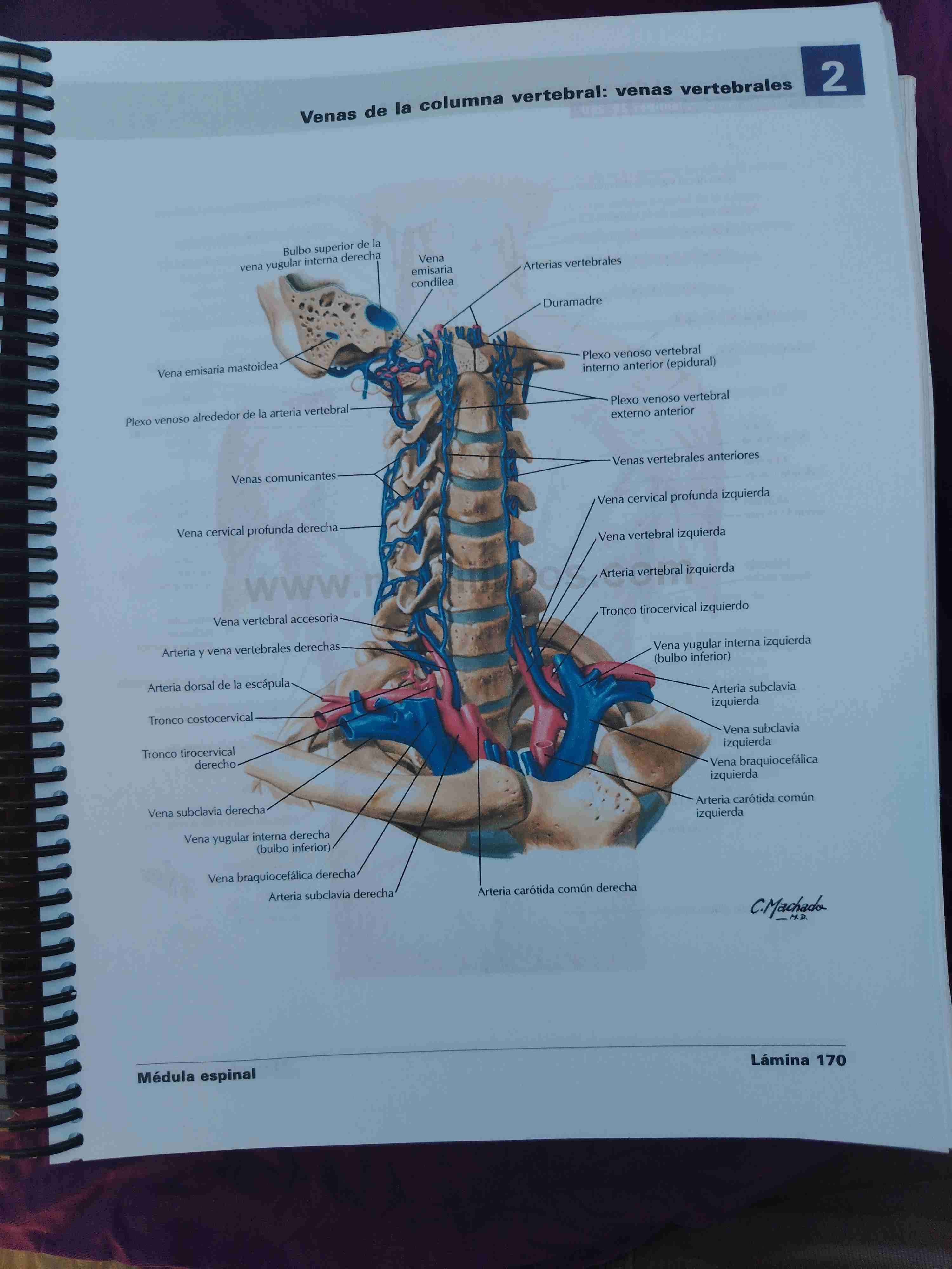 Atlas de Anatomía Humana Netter - miniatura 2