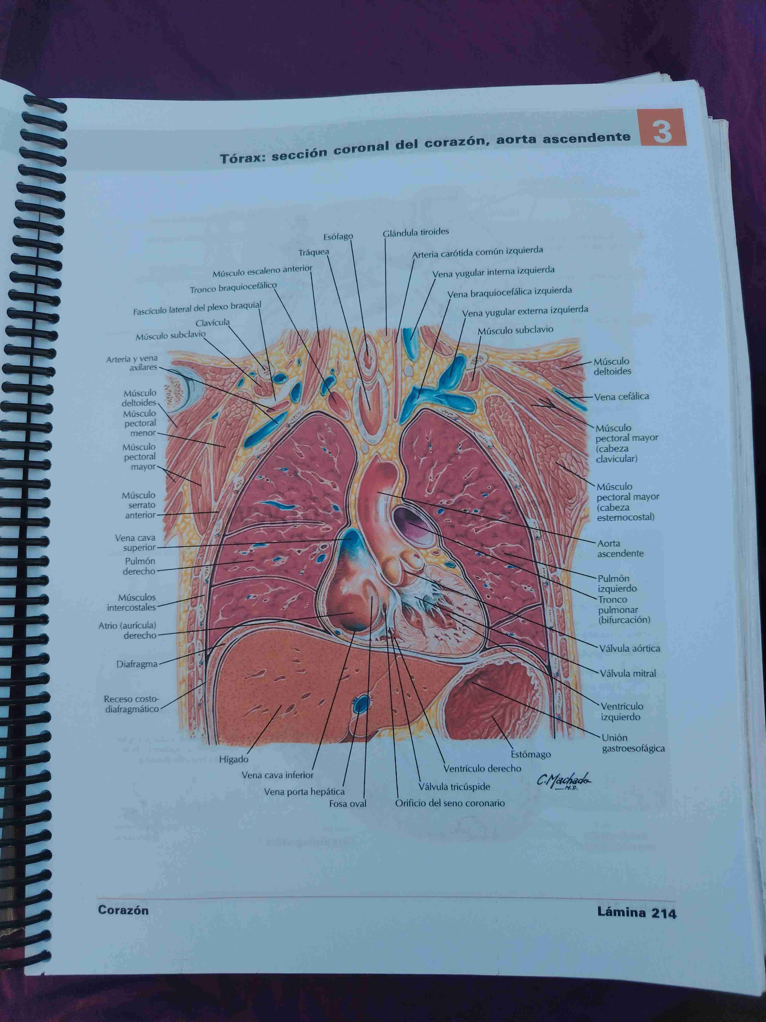 Atlas de Anatomía Humana Netter - miniatura 3