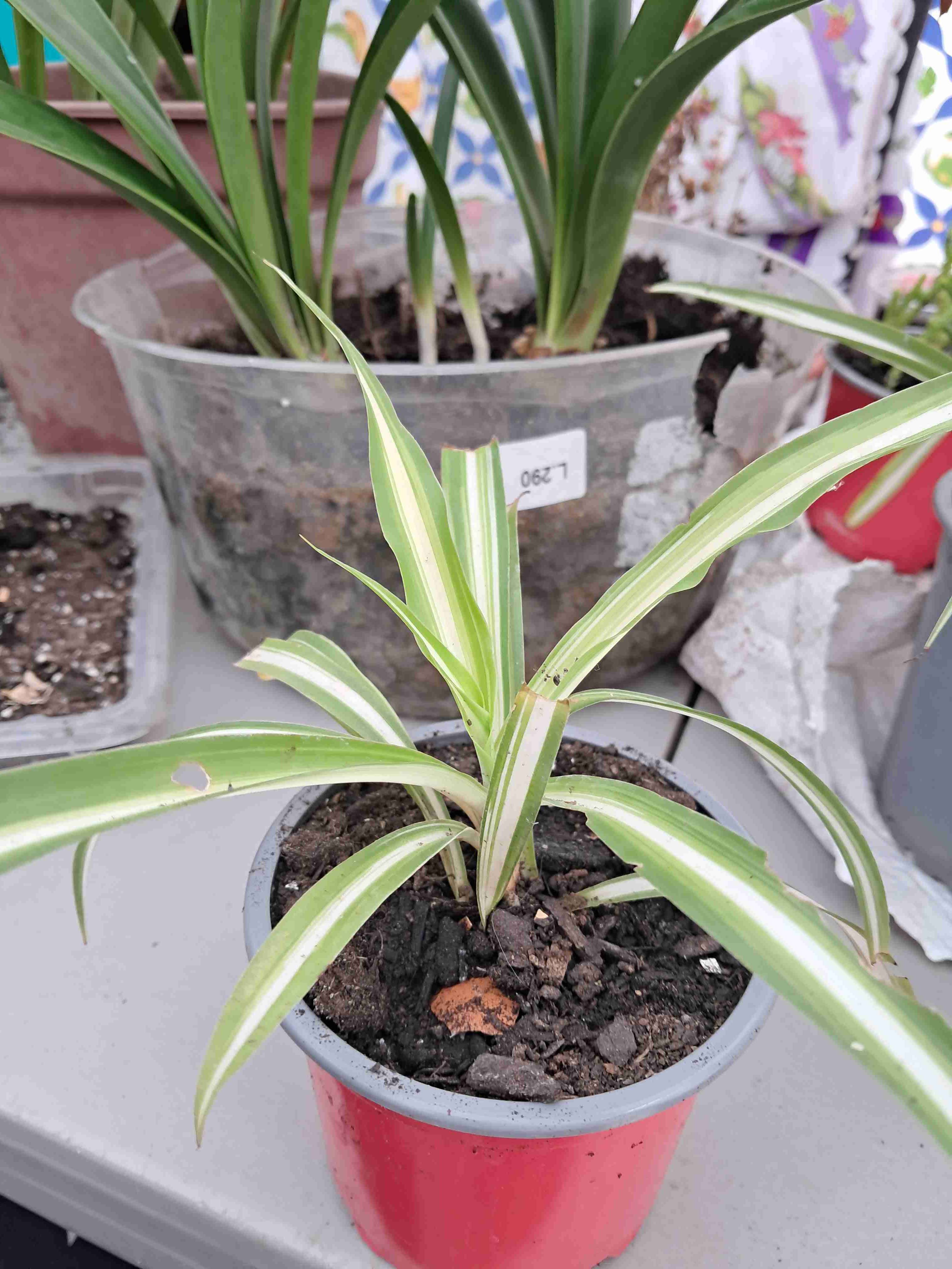 Planta cinta en maceta roja