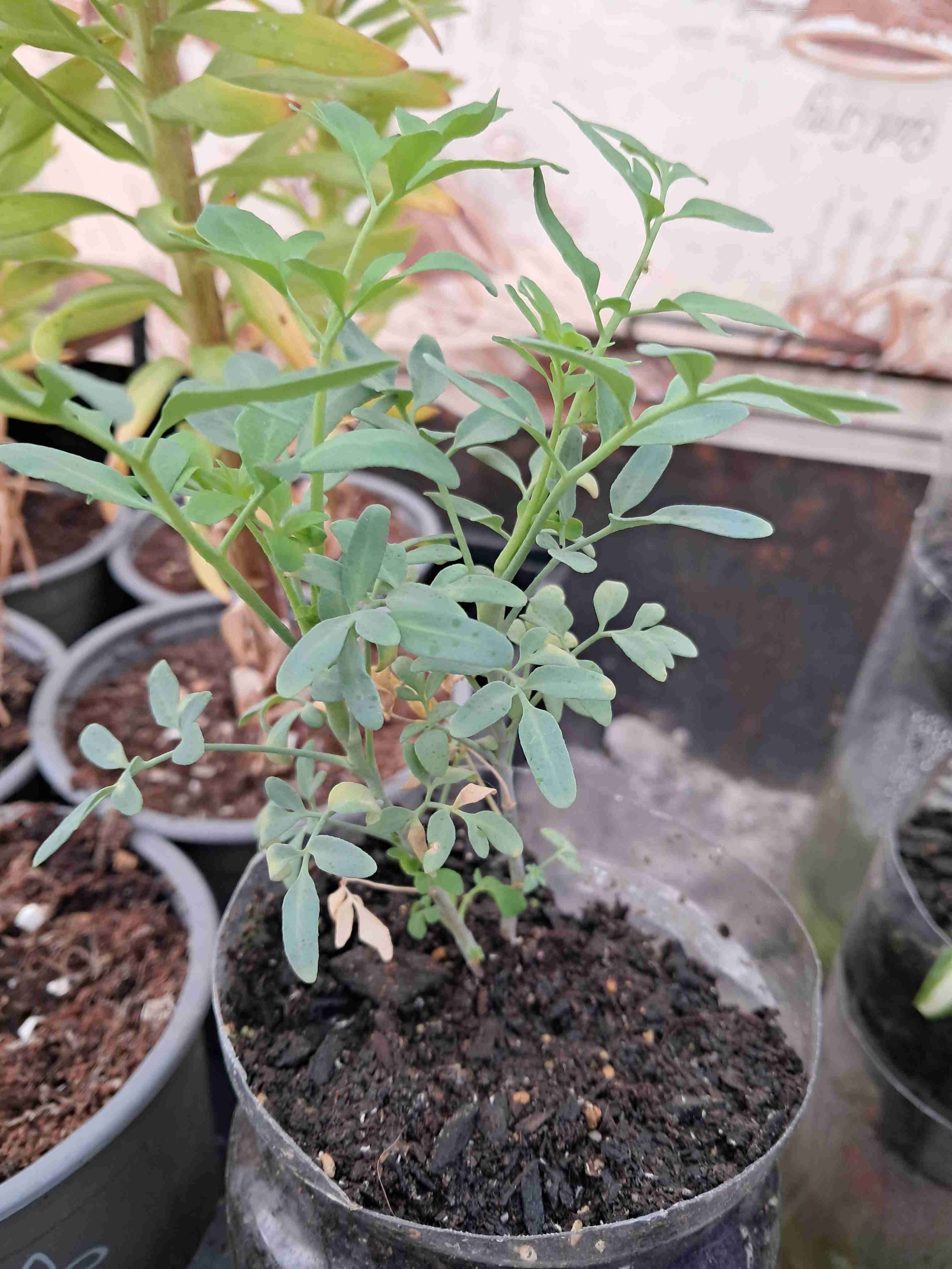 Planta de ruda en maceta