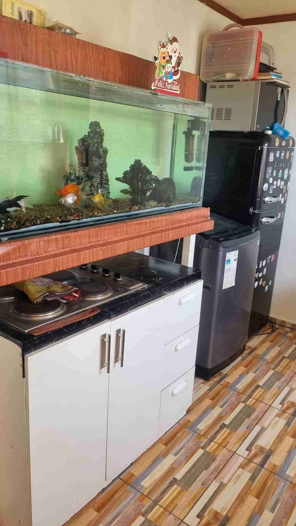 Acuario grande con peces dorados - miniatura 2