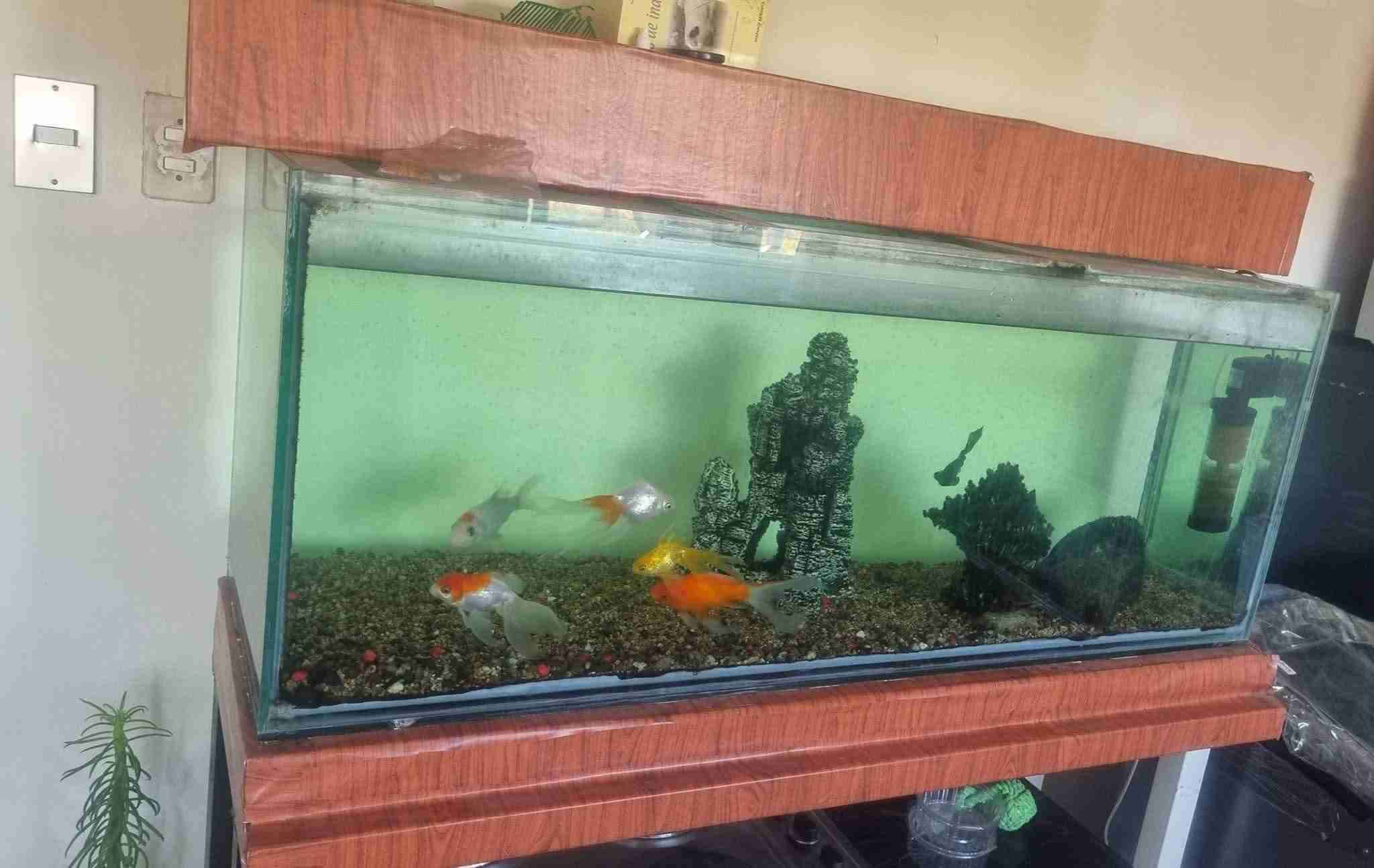 Acuario grande con peces dorados - miniatura 3