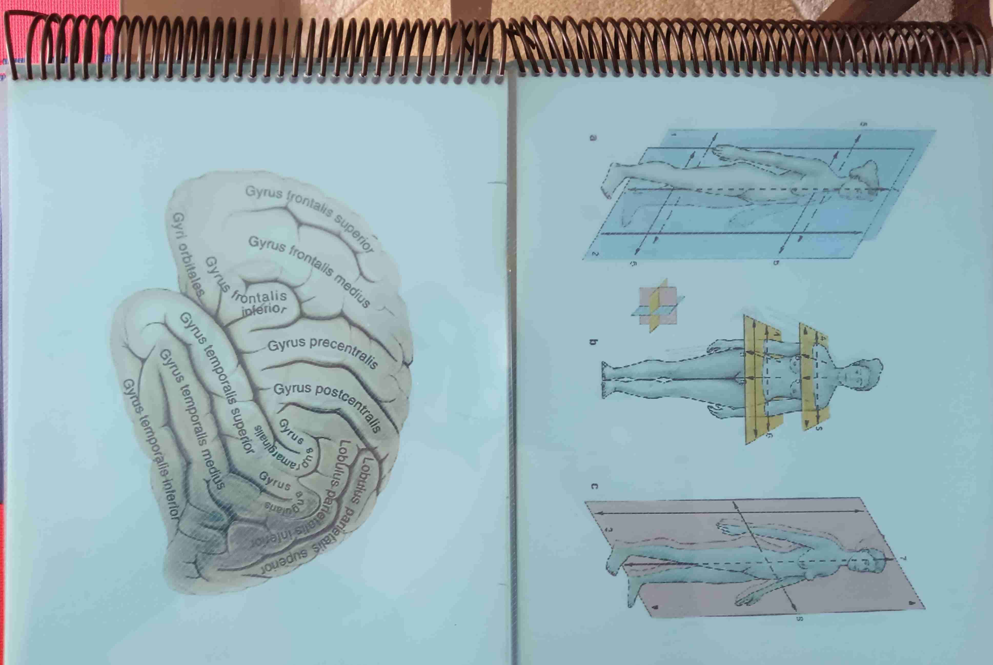 Lote de libros de anatomía - miniatura 2