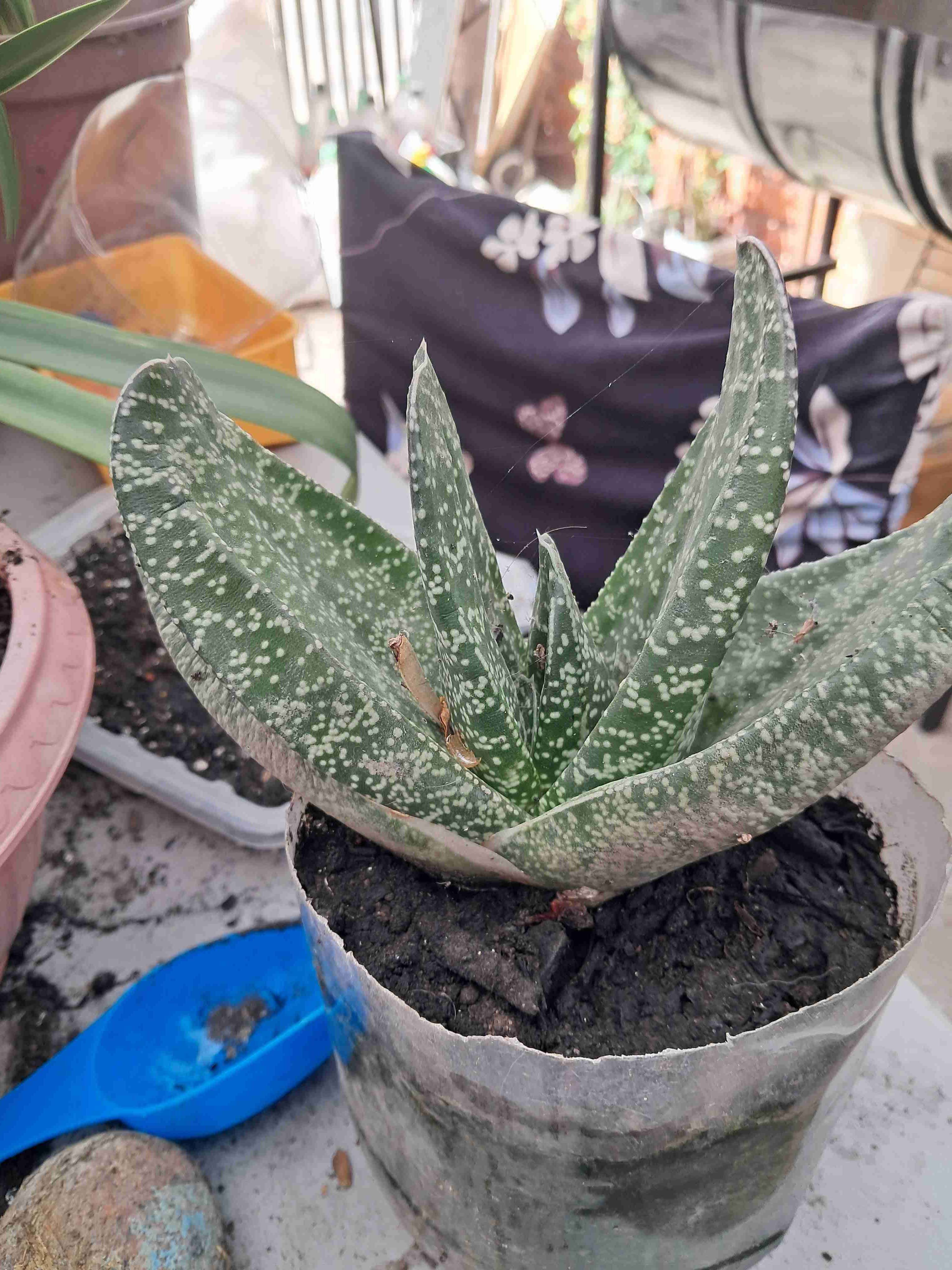 Planta suculenta en maceta