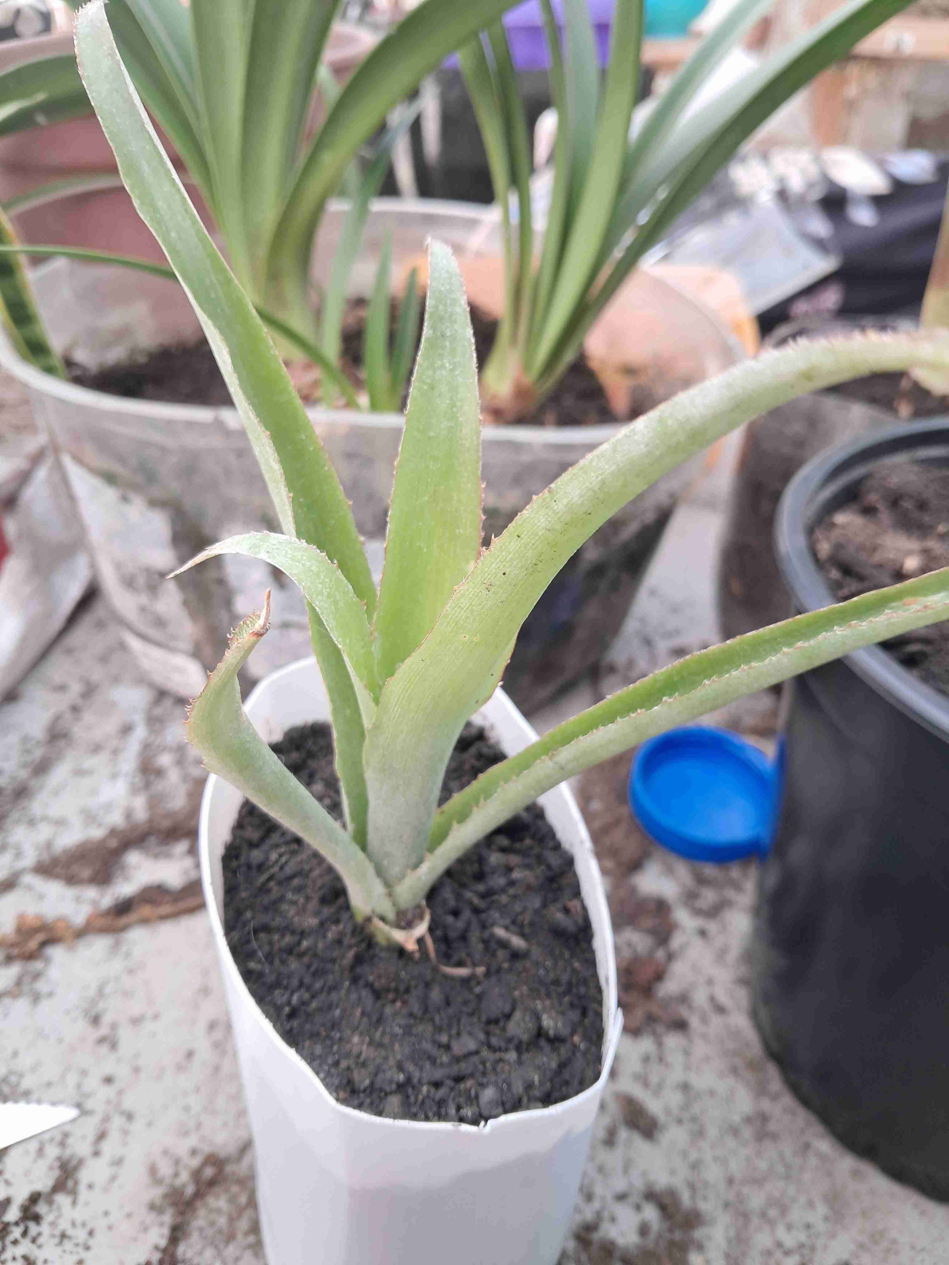 Planta de aro de gitana