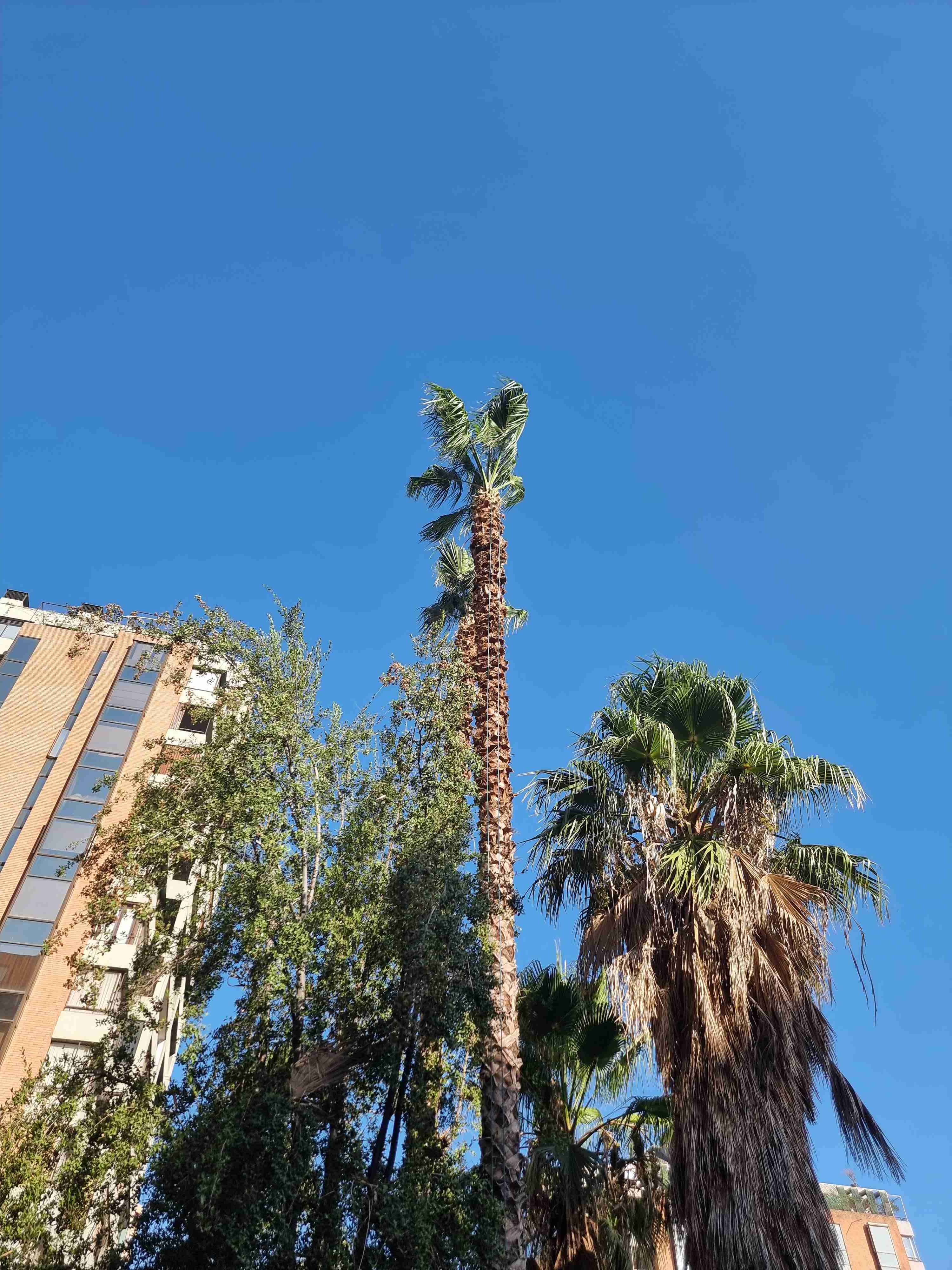 poda de palmeras o arboles