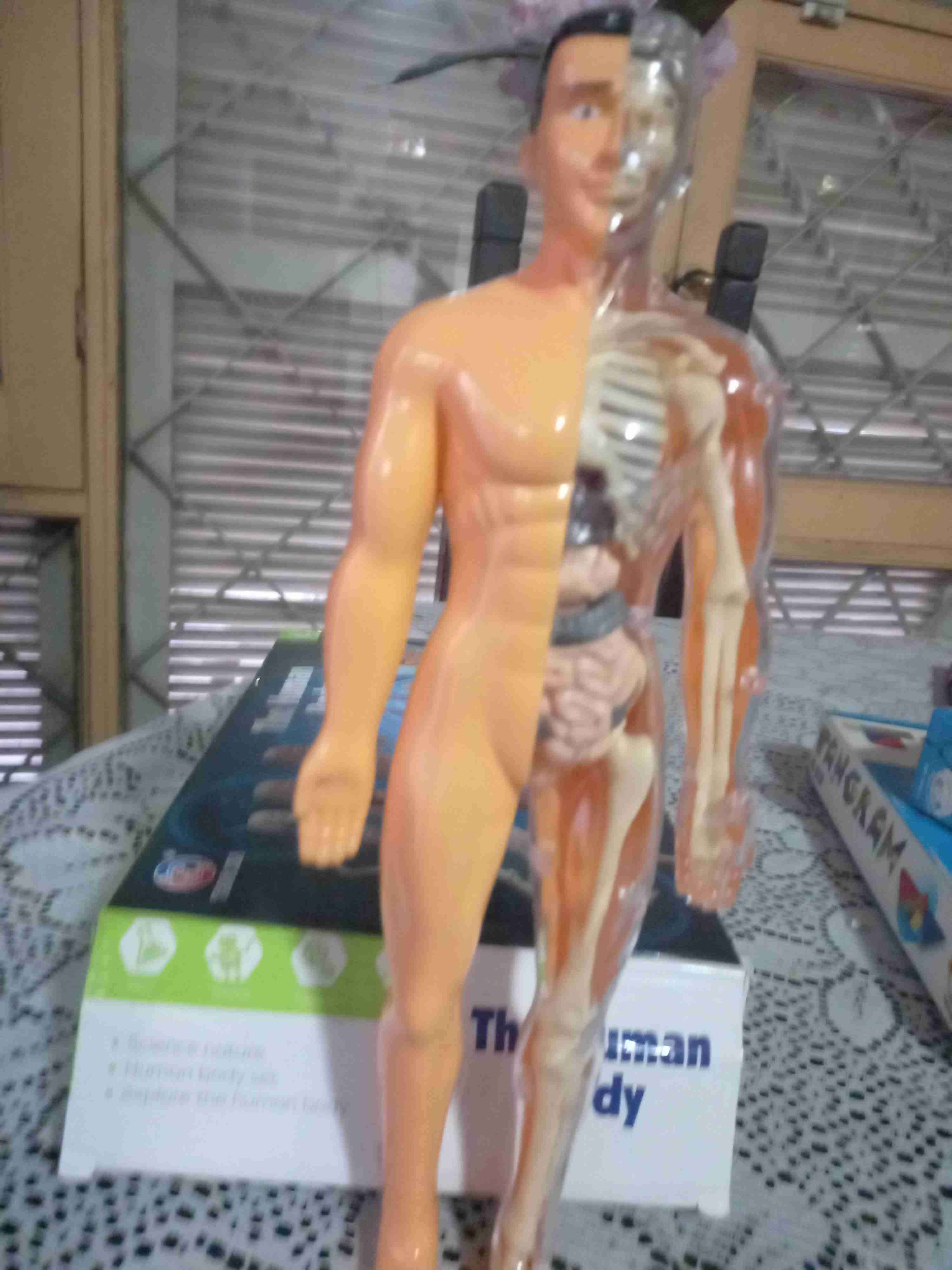 Modelo anatómico humano educativo