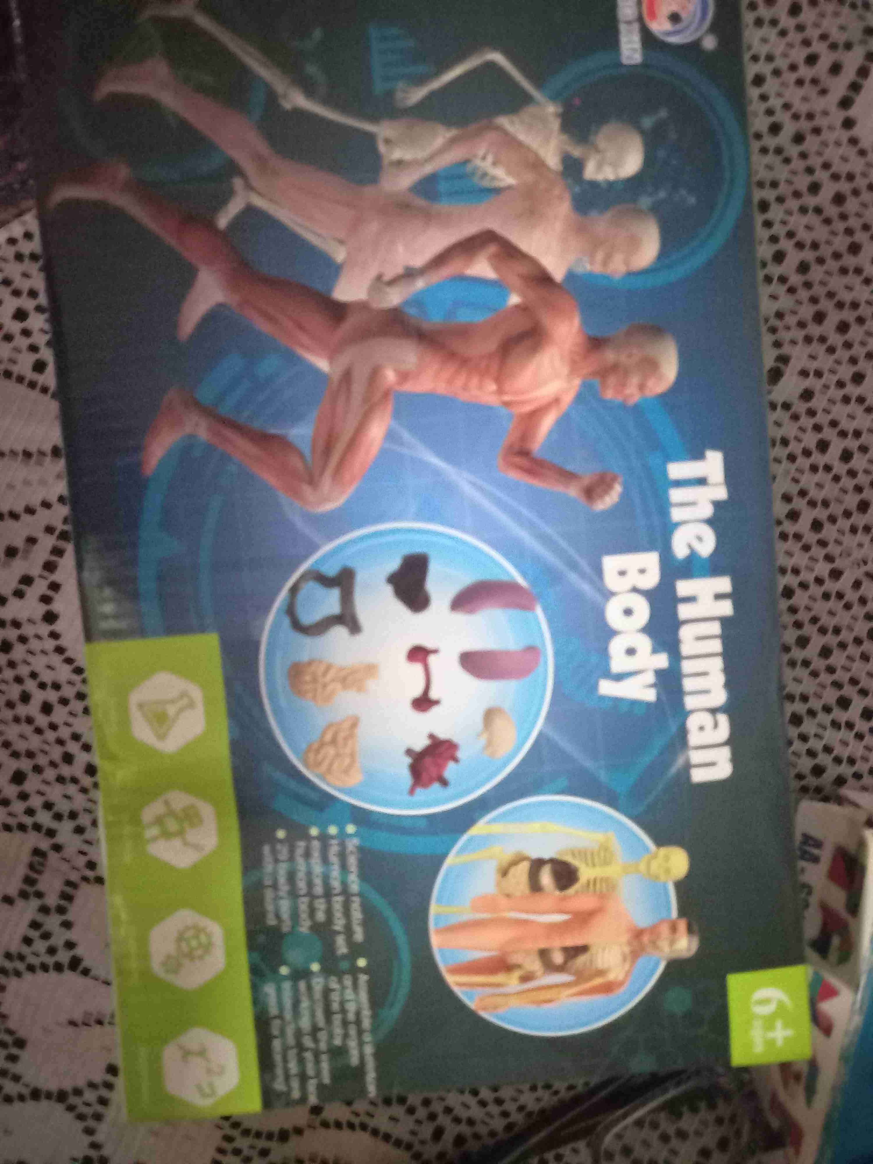 Modelo anatómico humano educativo - miniatura 2