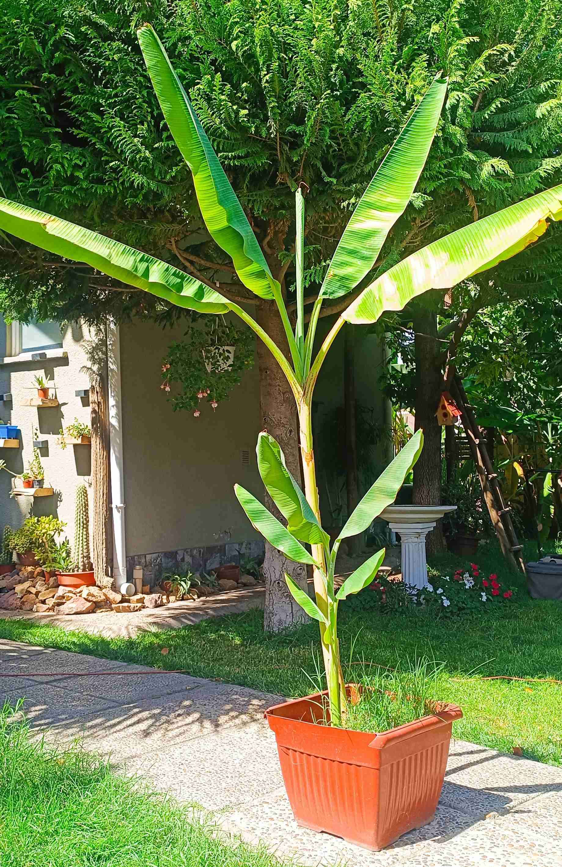 Planta de Plátano Ornamental - miniatura 2