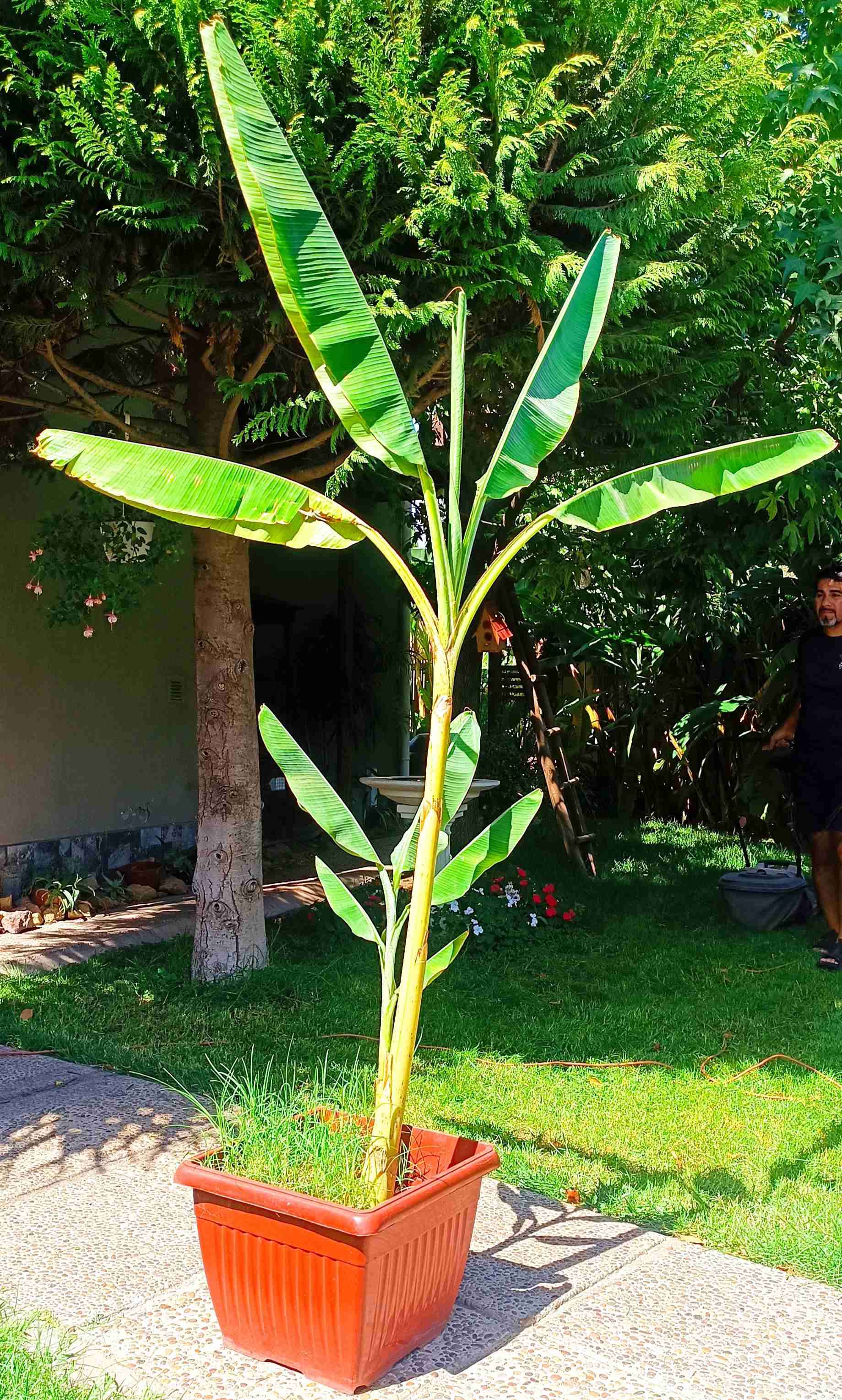 Planta de Plátano Ornamental - miniatura 3