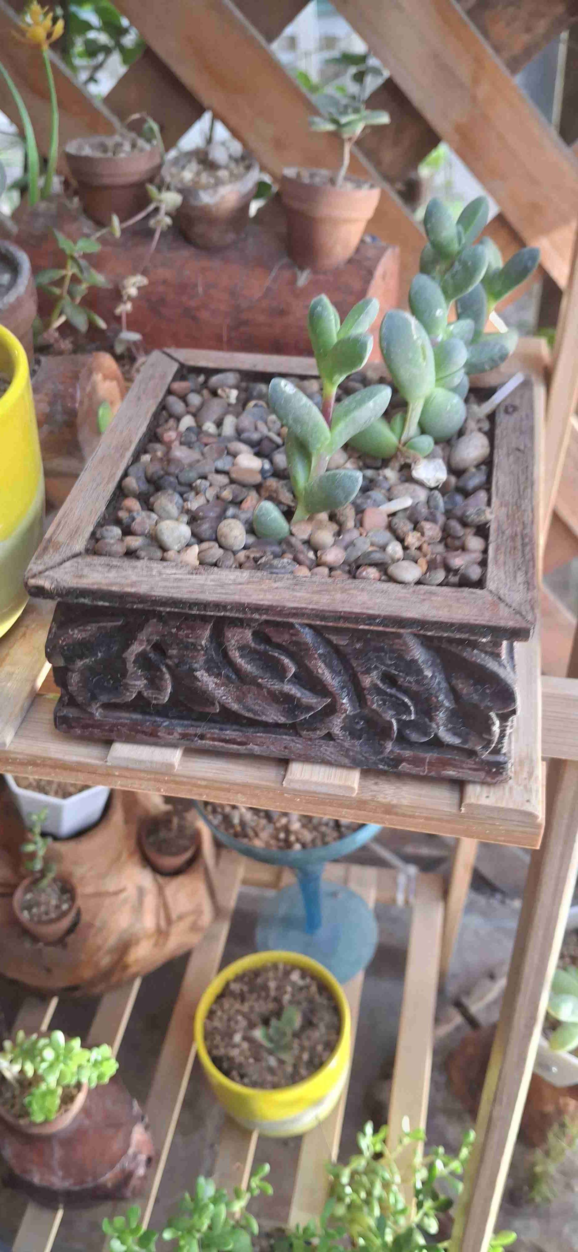 Planta suculentas - miniatura 2