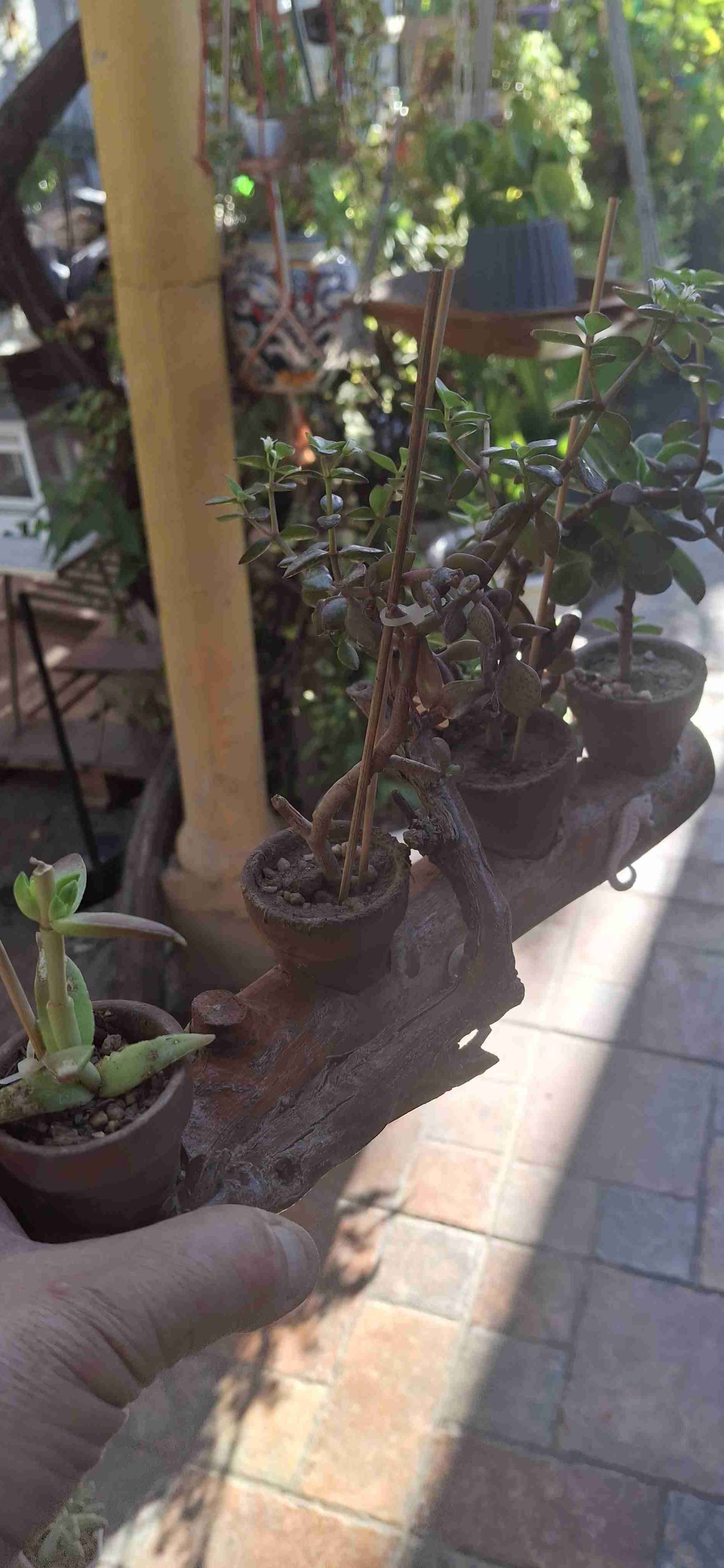 Planta suculentas - miniatura 3