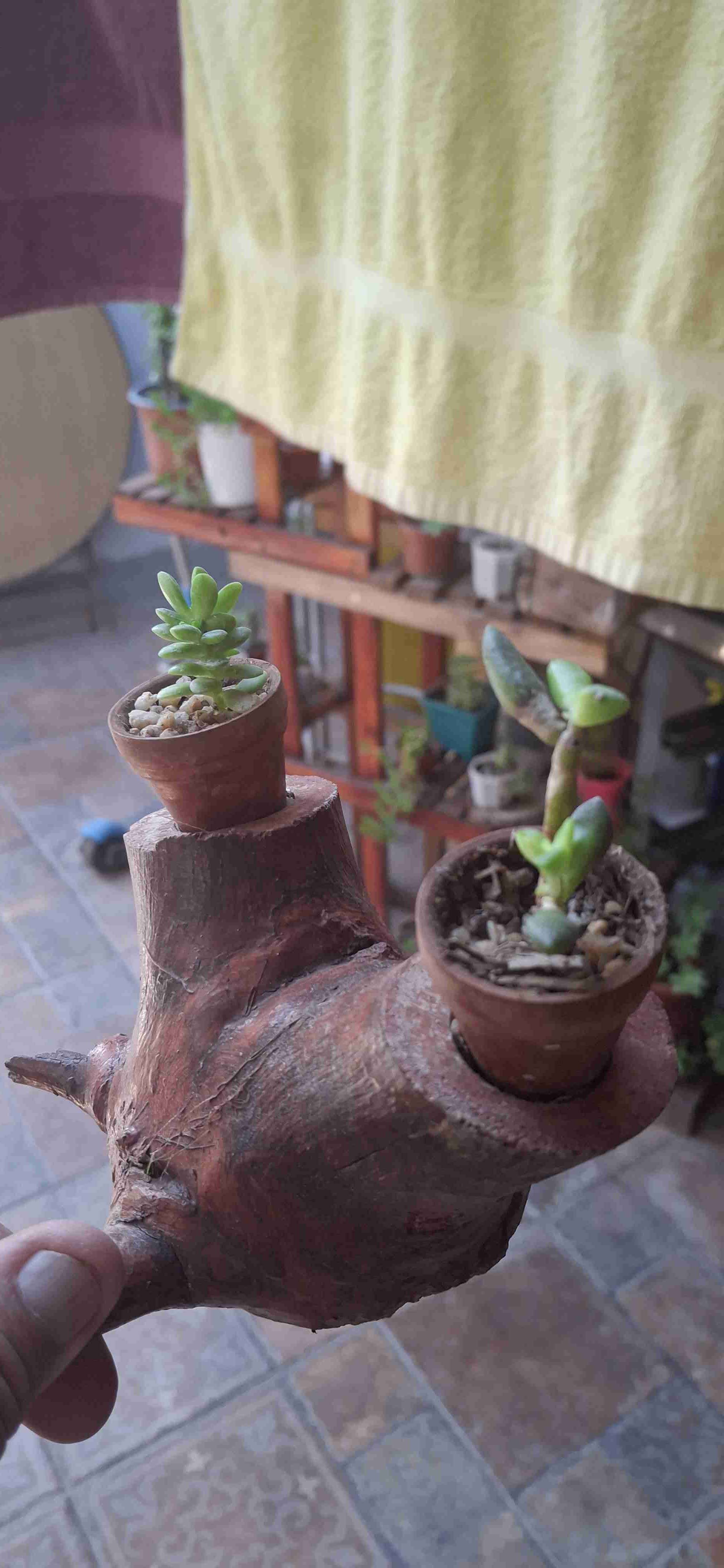 Planta suculentas - miniatura 4