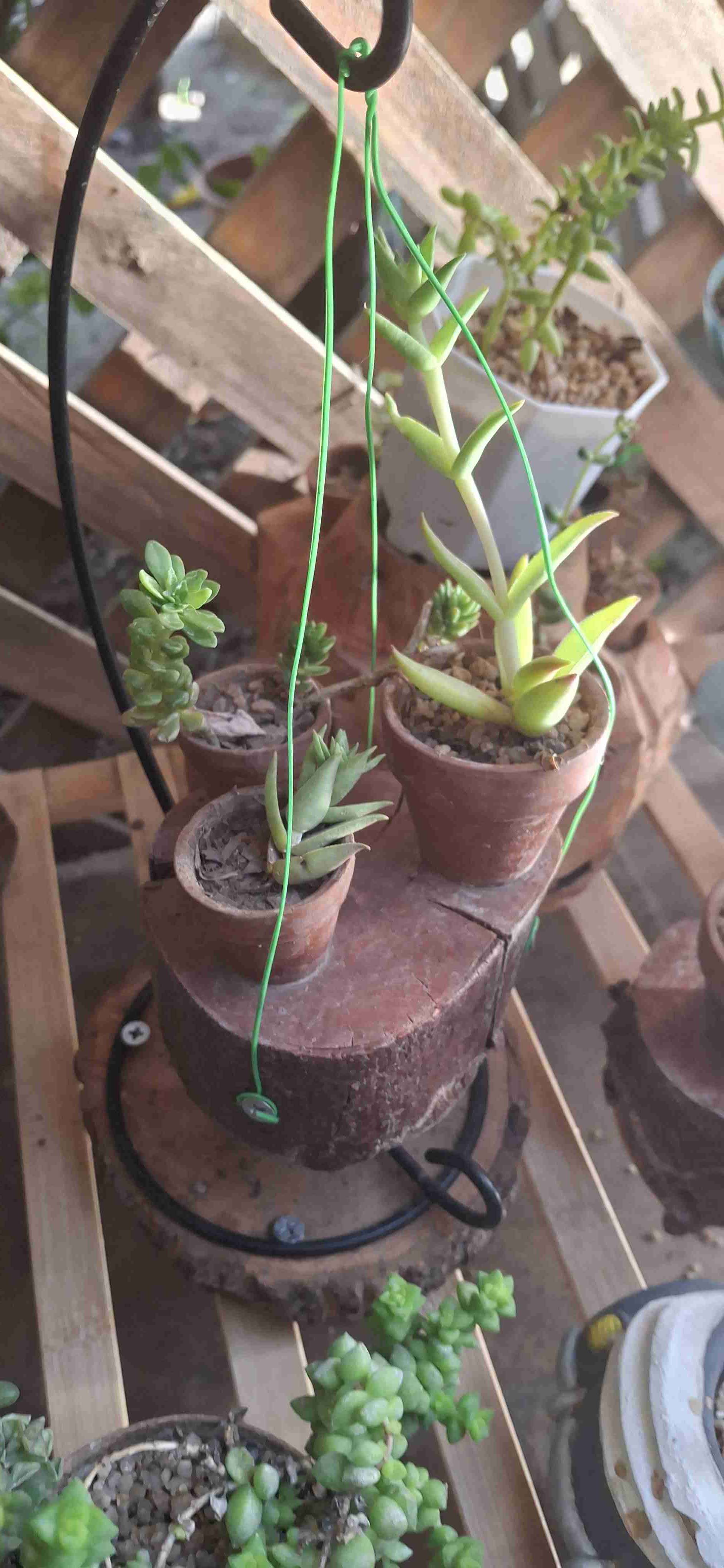 Planta suculentas - miniatura 5