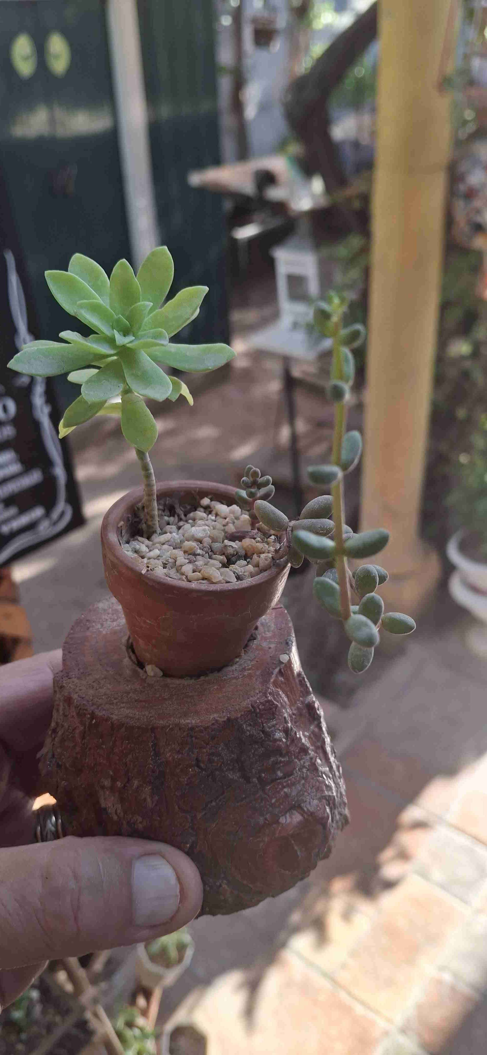 Planta suculentas - miniatura 6