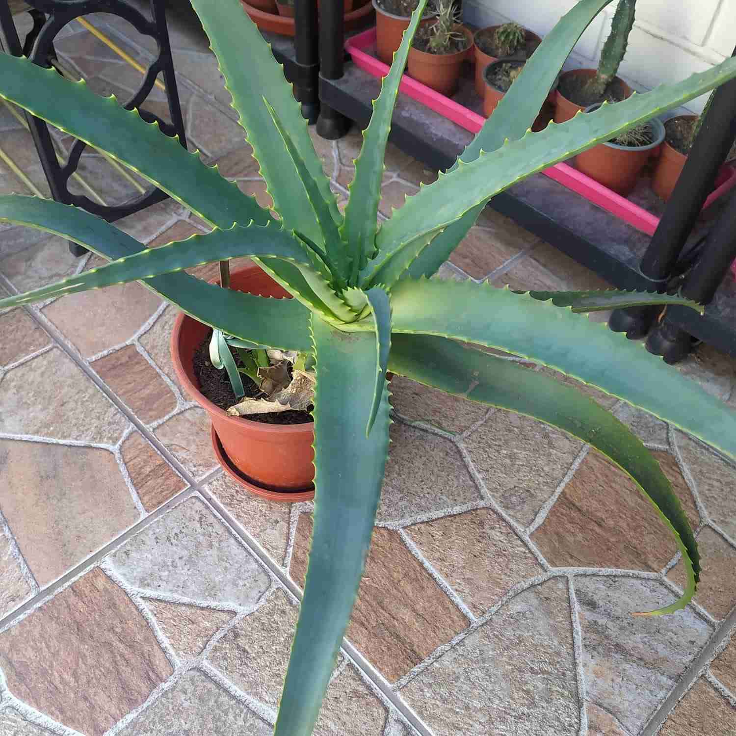 Planta aloe arborescens en maceta