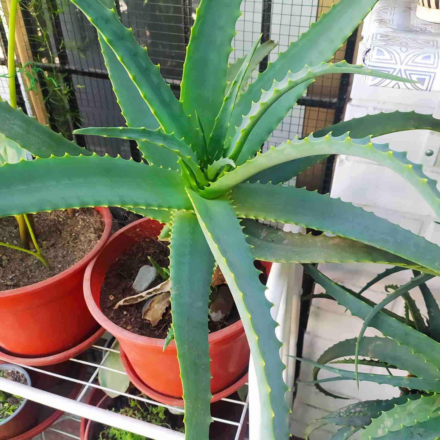 Planta aloe arborescens en maceta - miniatura 2