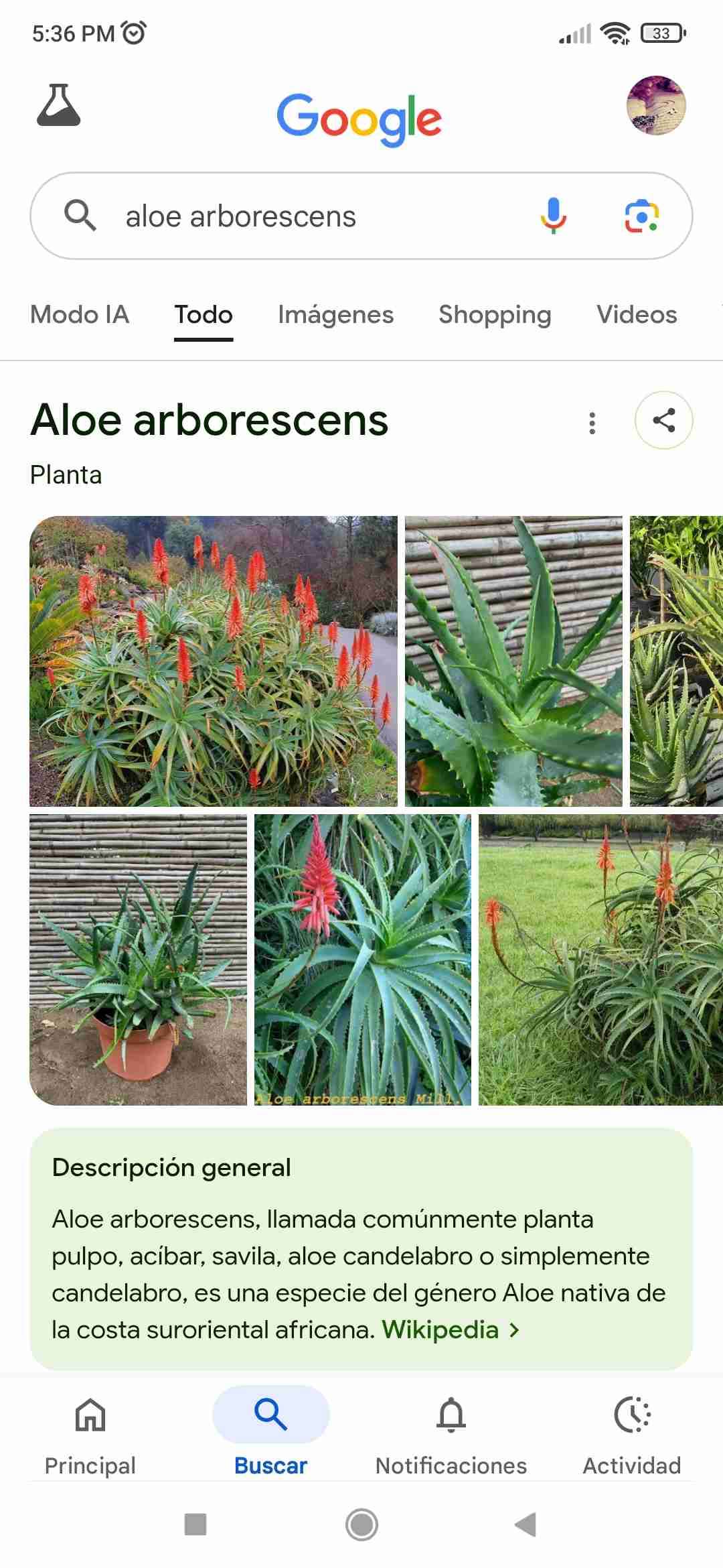 Planta aloe arborescens en maceta - miniatura 3