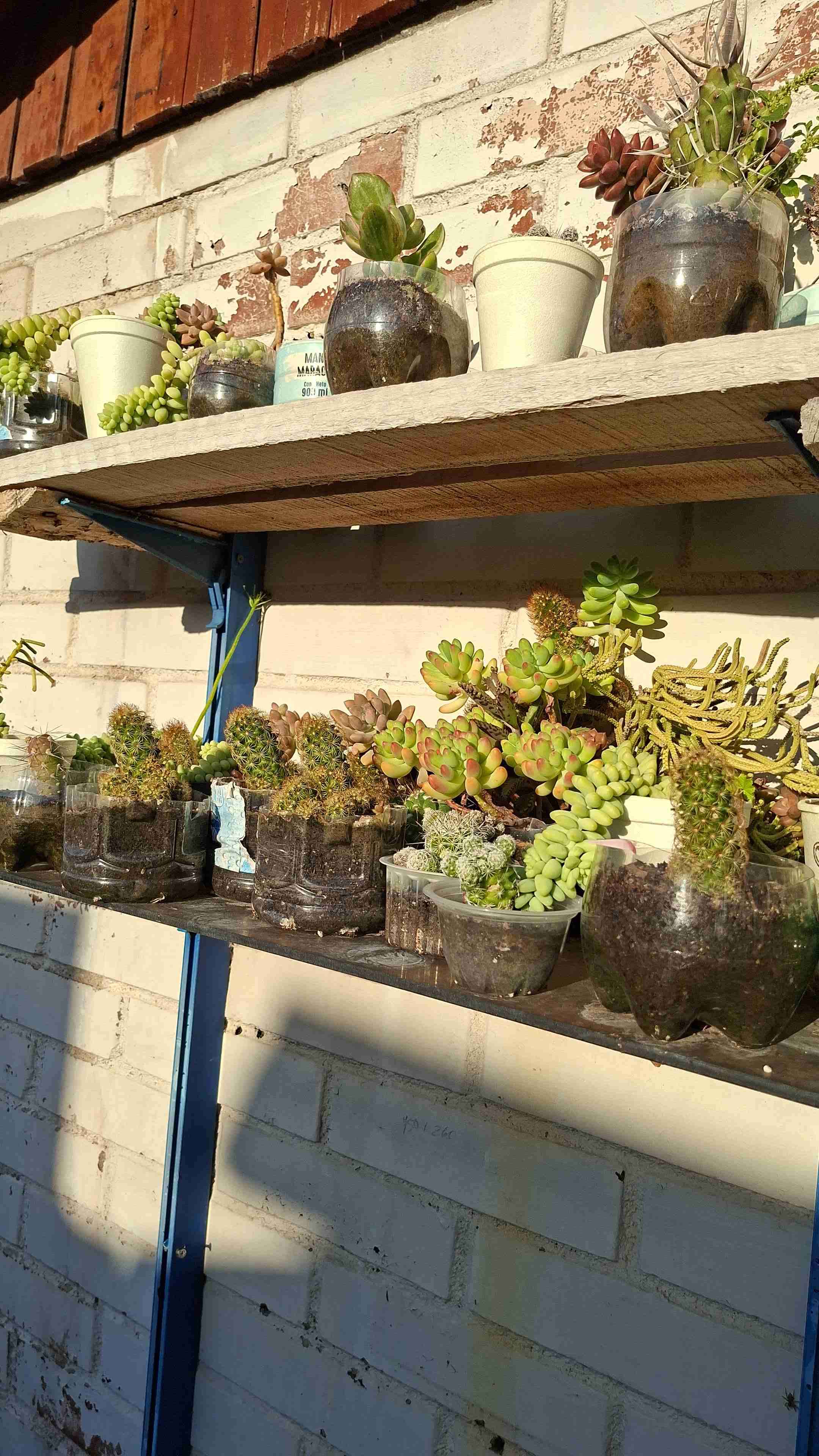 Jardineras con suculentas variadas - miniatura 2