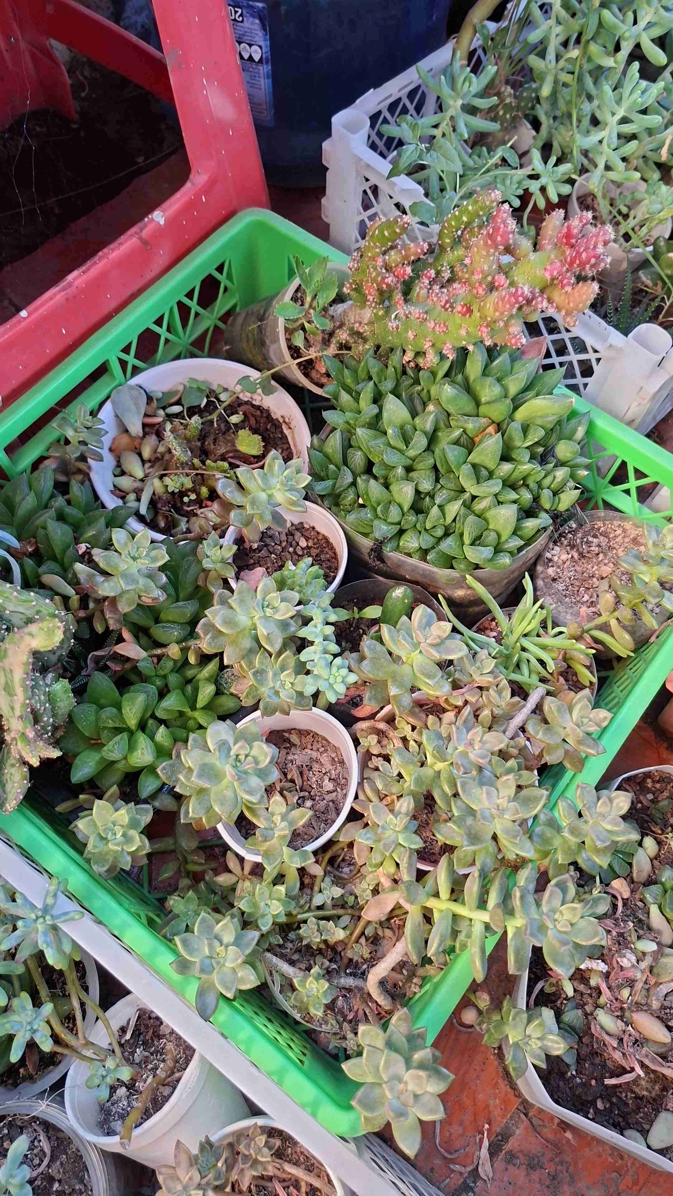 Jardineras con suculentas variadas - miniatura 3