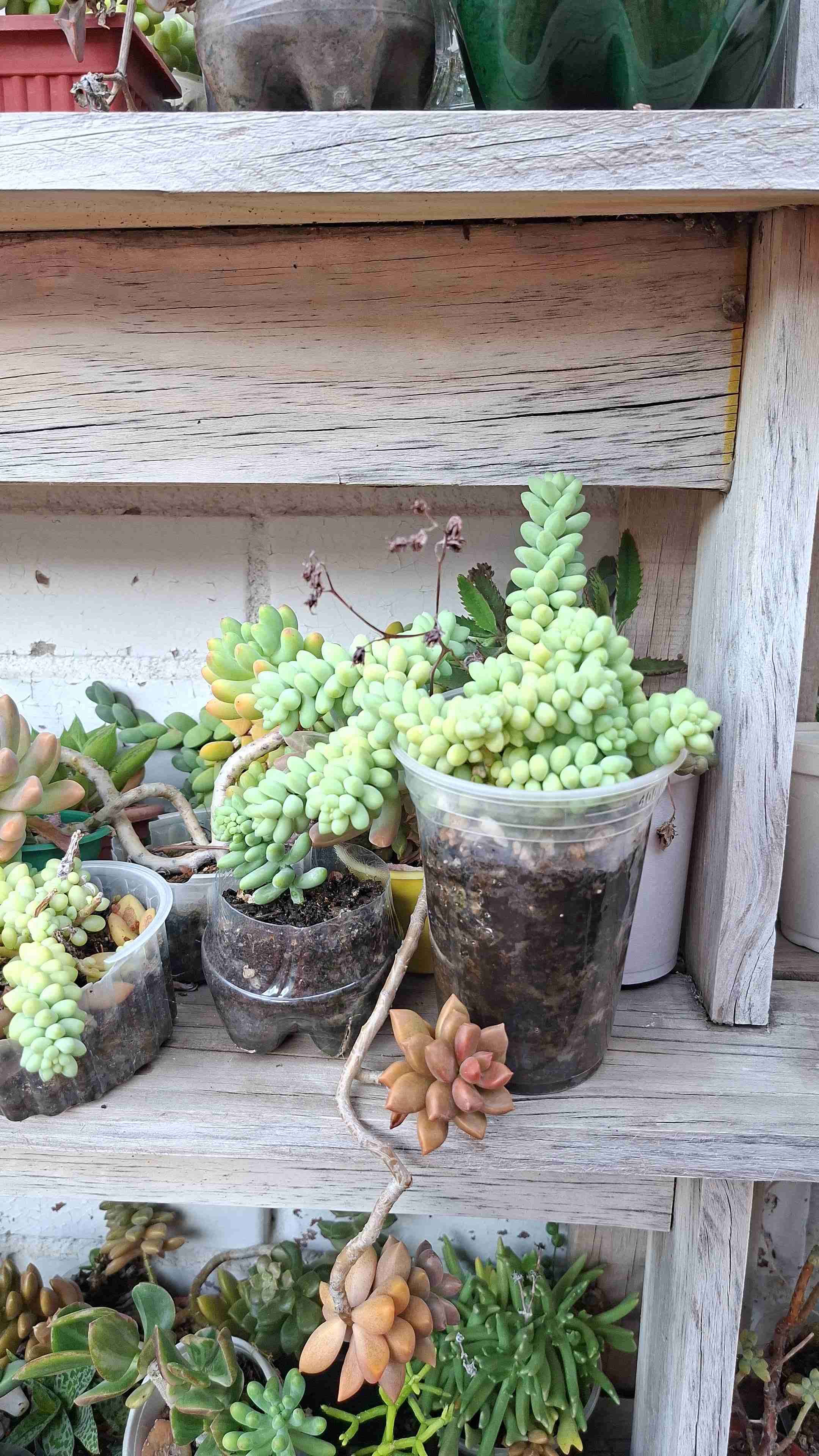 Jardineras con suculentas variadas - miniatura 4