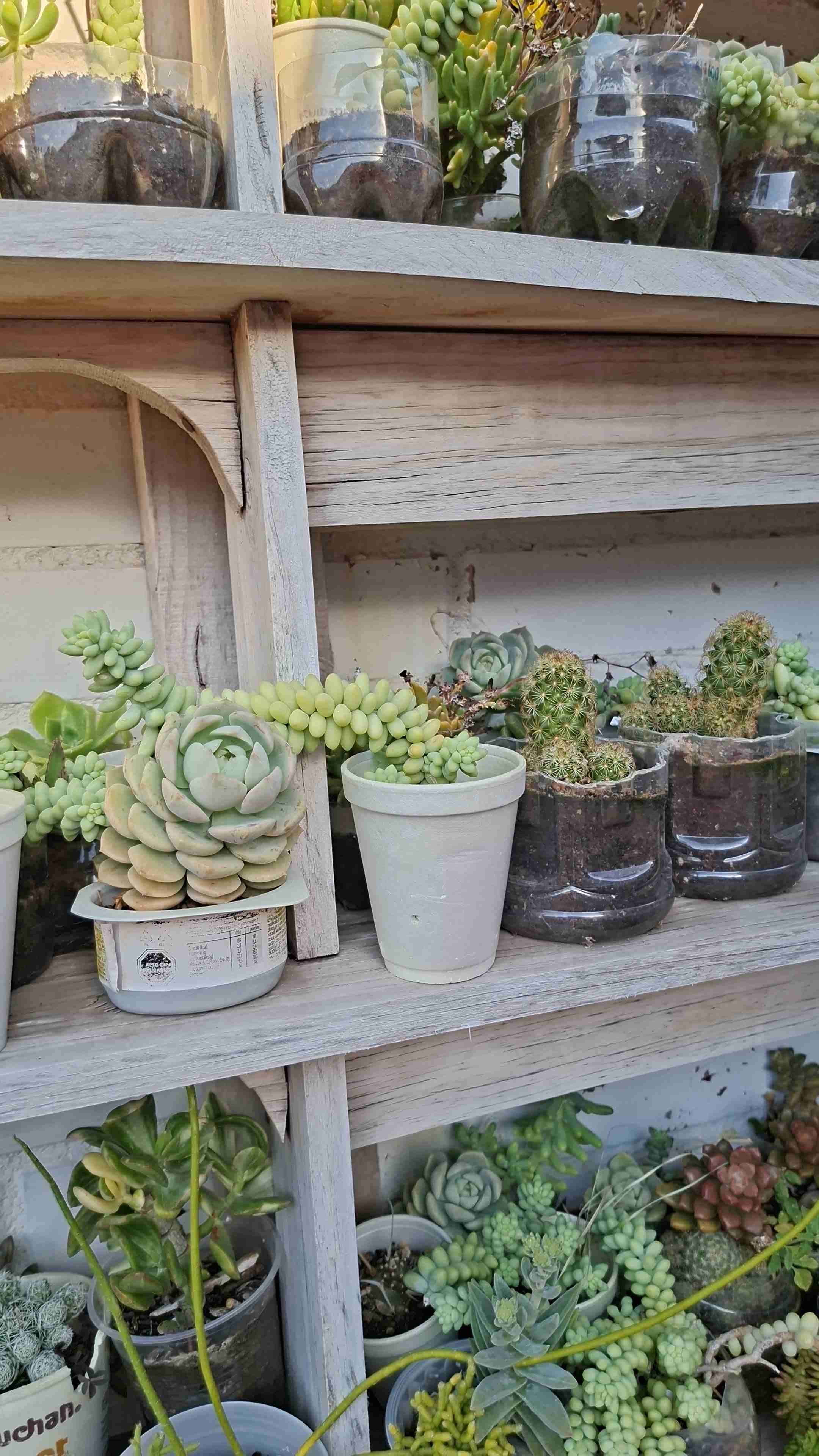 Jardineras con suculentas variadas - miniatura 5