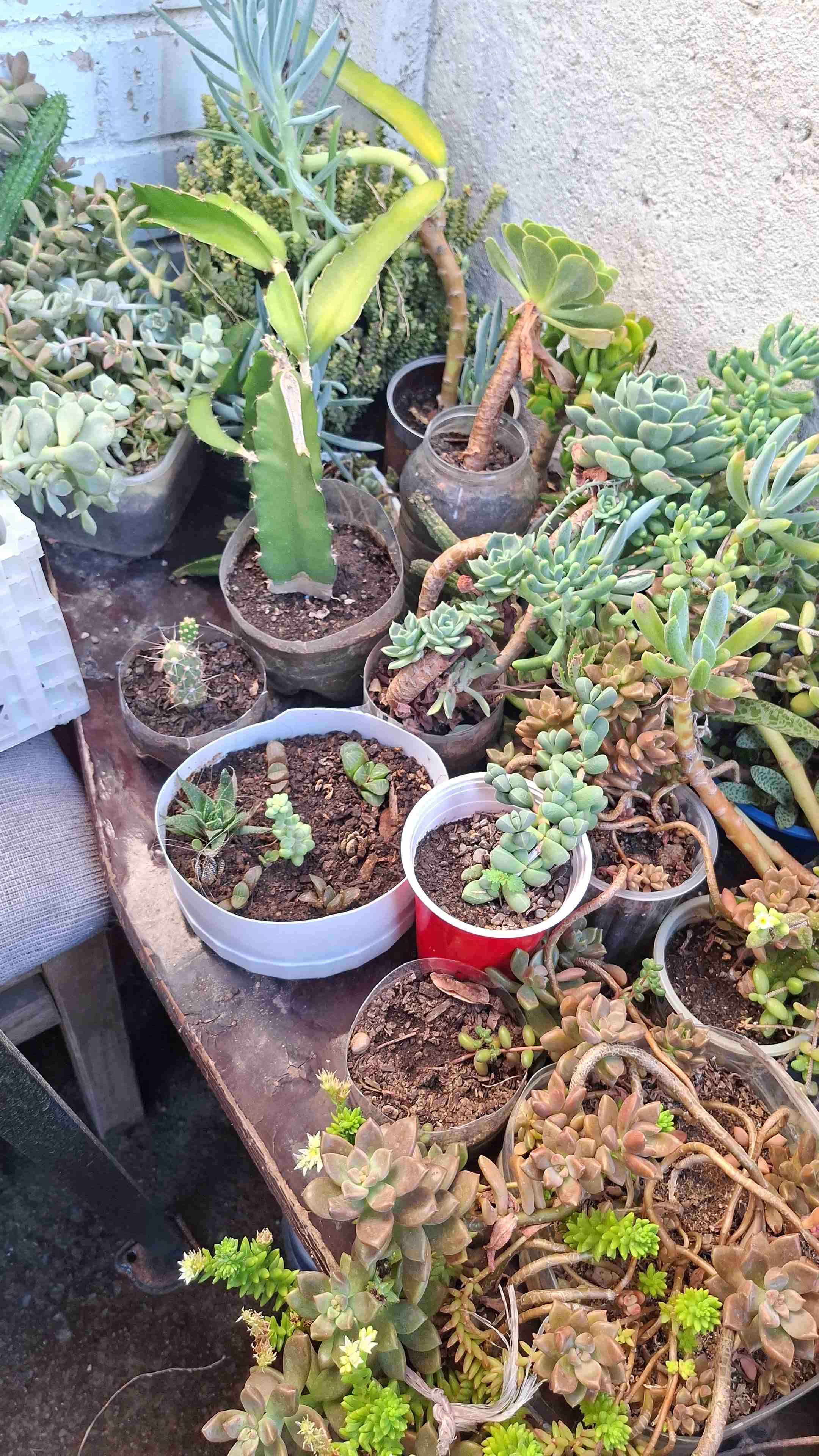 Jardineras con suculentas variadas - miniatura 6