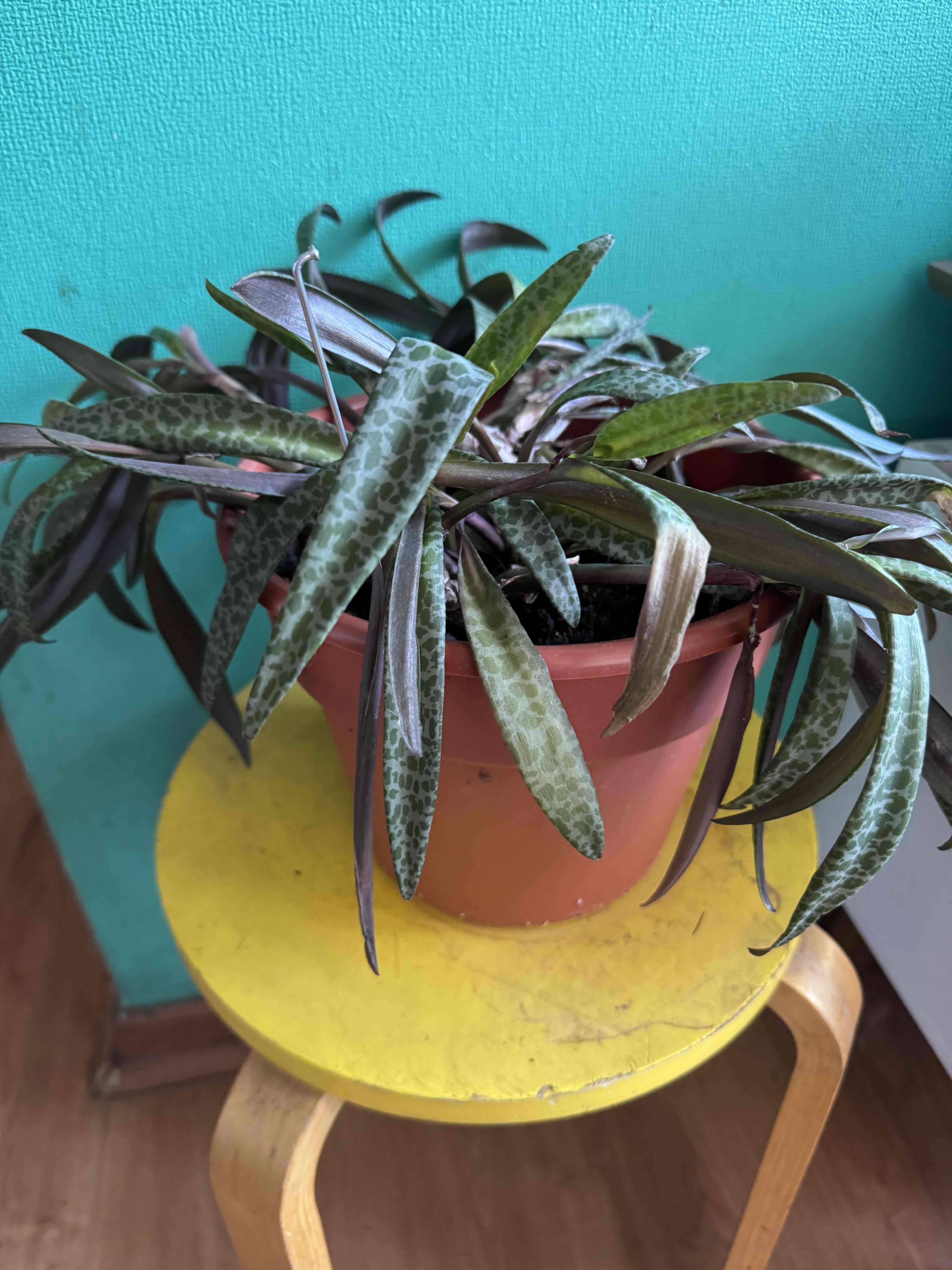 Planta de interior en maceta