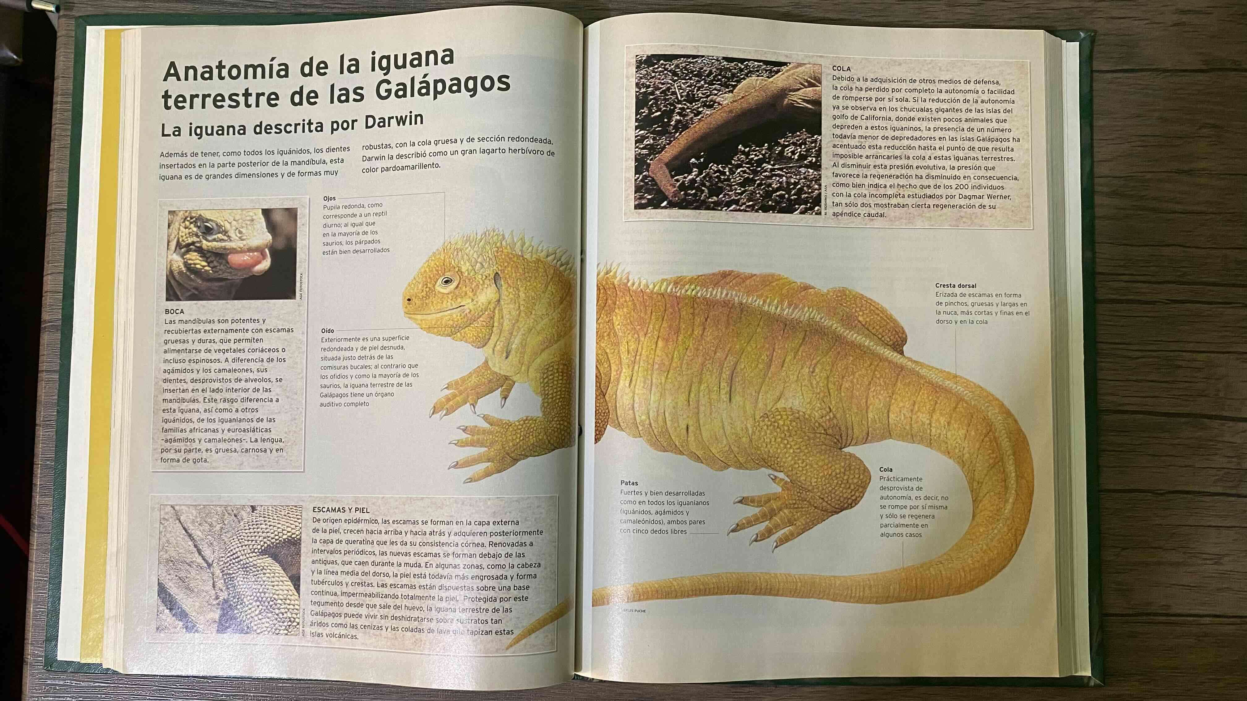 Libro National Geographic Animales - miniatura 6