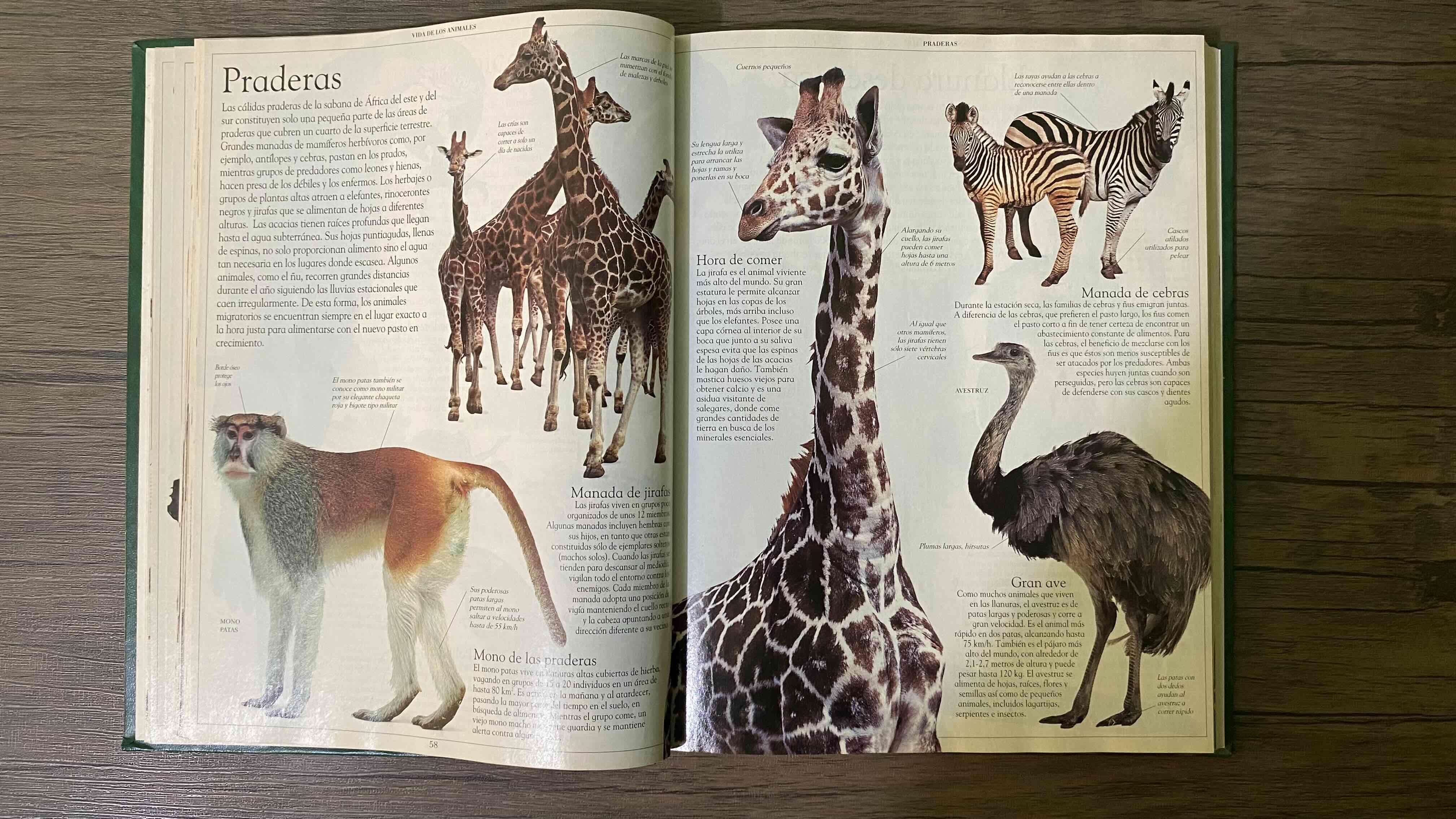 Gran enciclopedia de los animales - miniatura 4