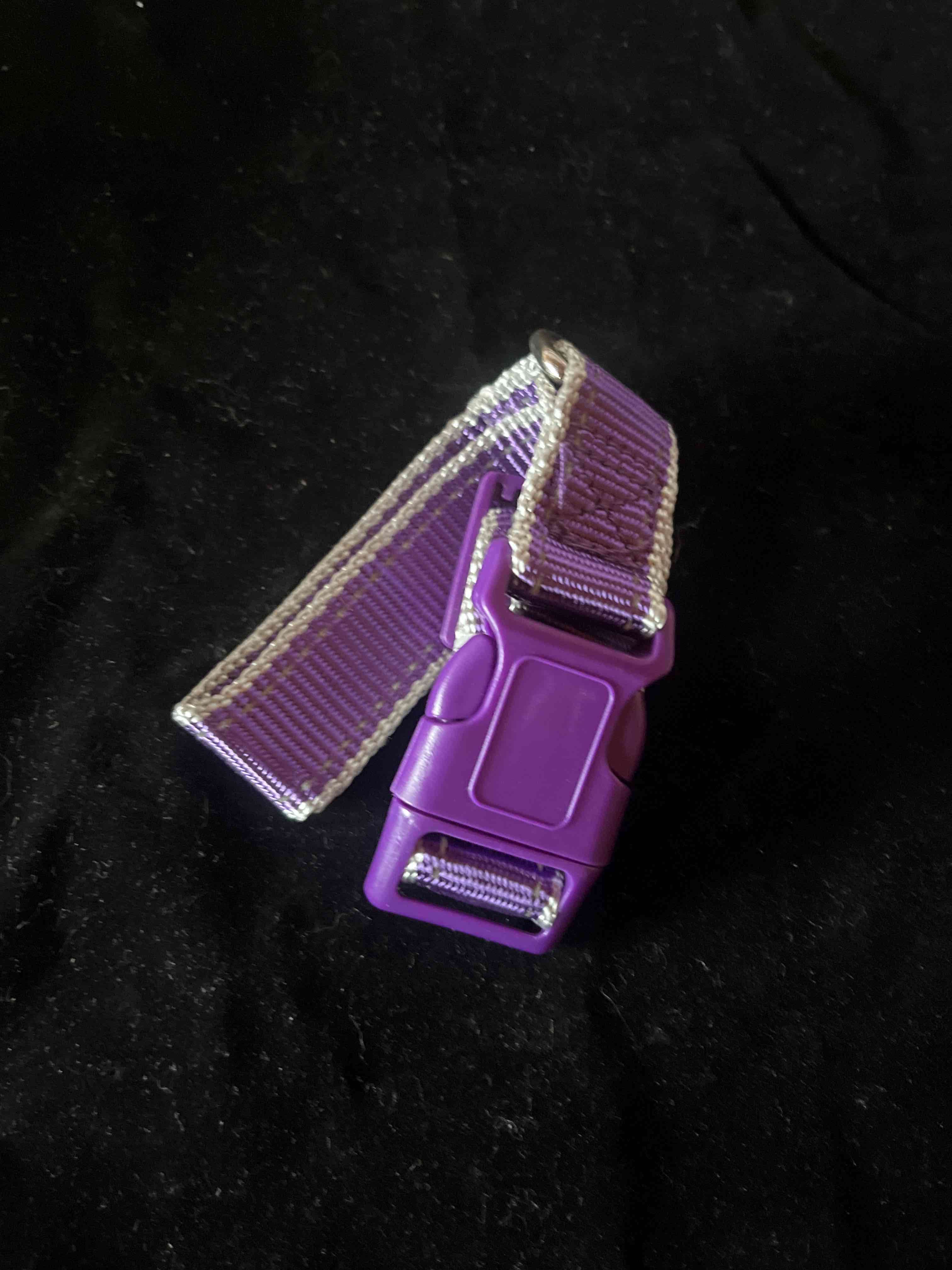 Collar morado para mascotas