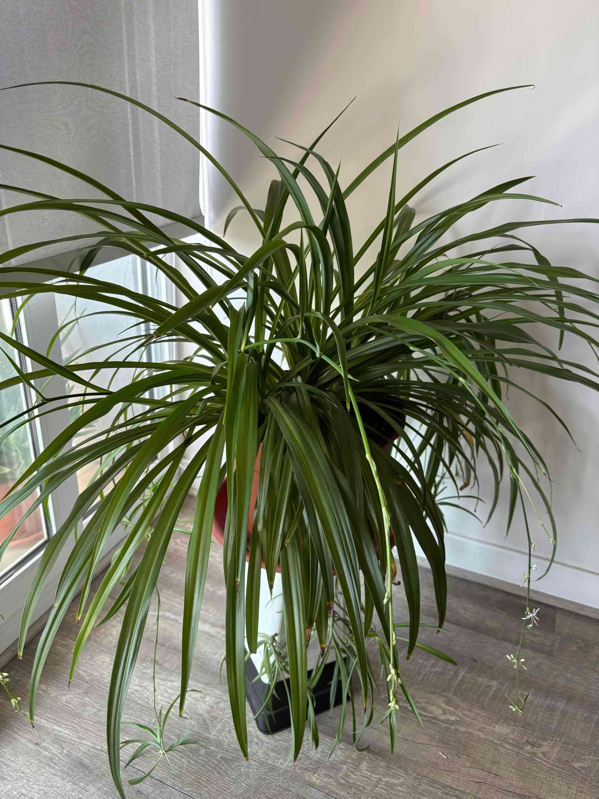 Planta (Mala madre) de interior con maceta