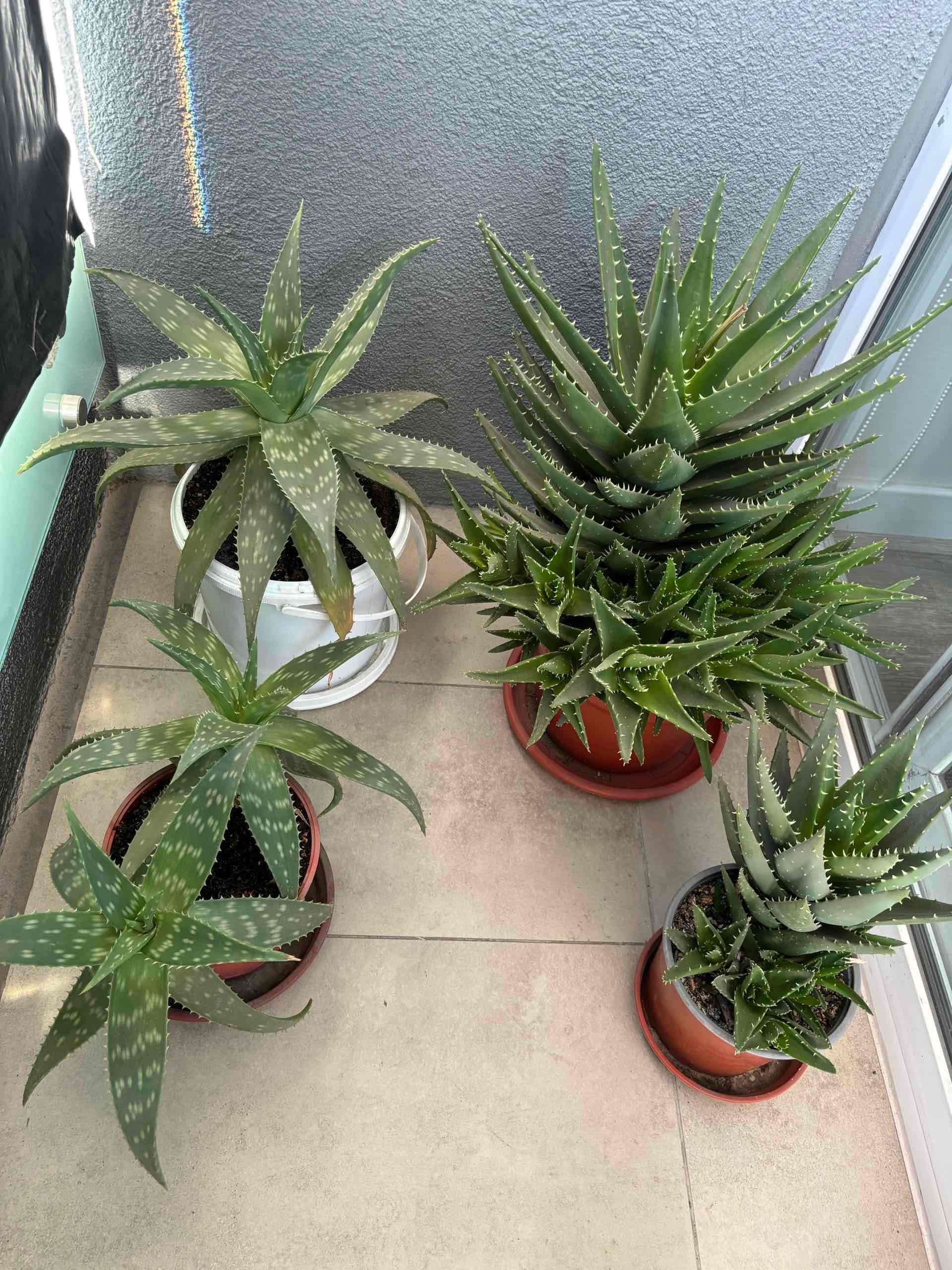 Plantas de aloe vera en maceta