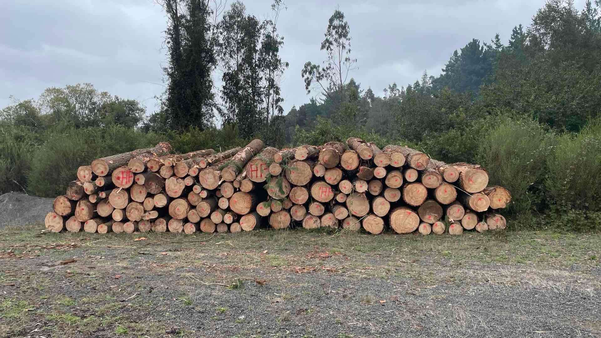 Se vende trozos de 330 de pino insigne