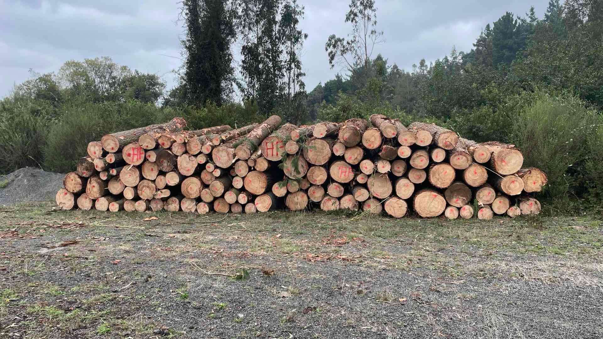 Se vende trozos de 330 de pino insigne - miniatura 2