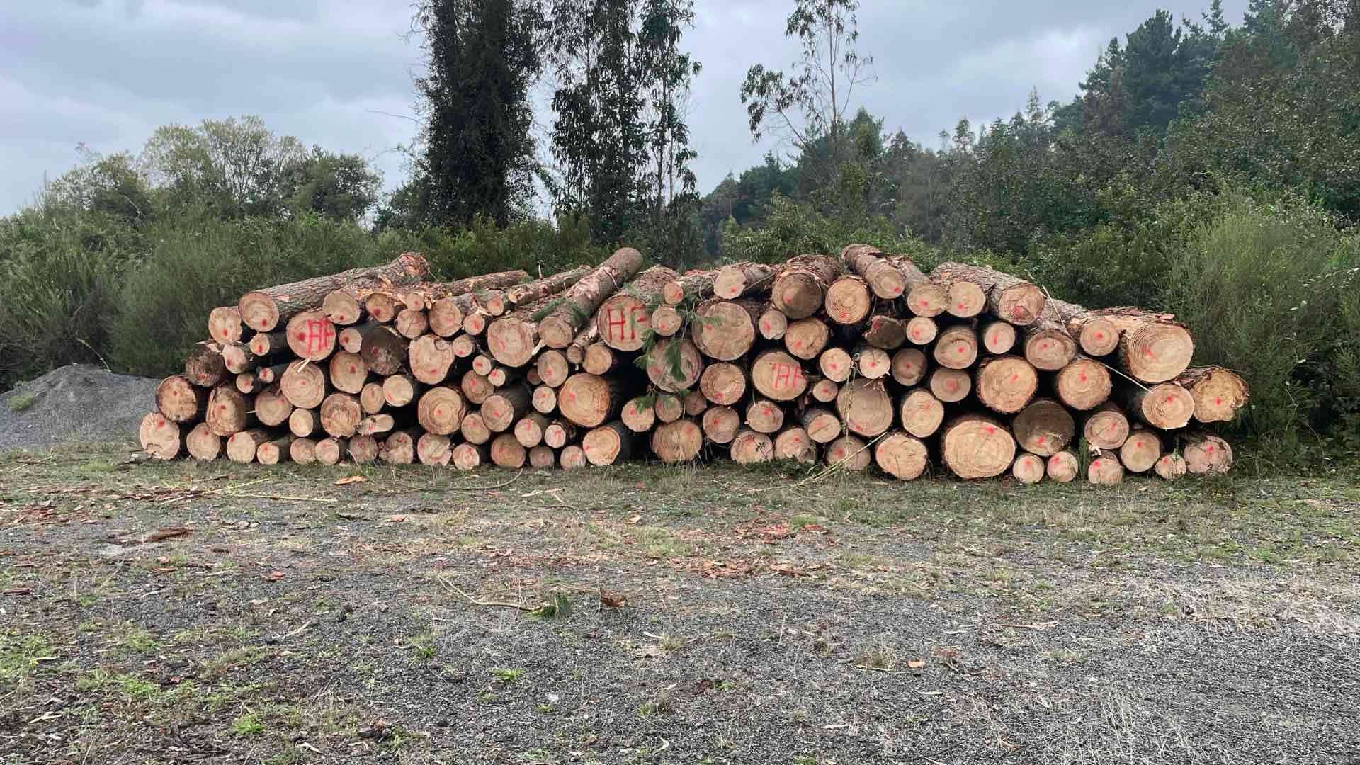 Se vende trozos de 330 de pino insigne - miniatura 3