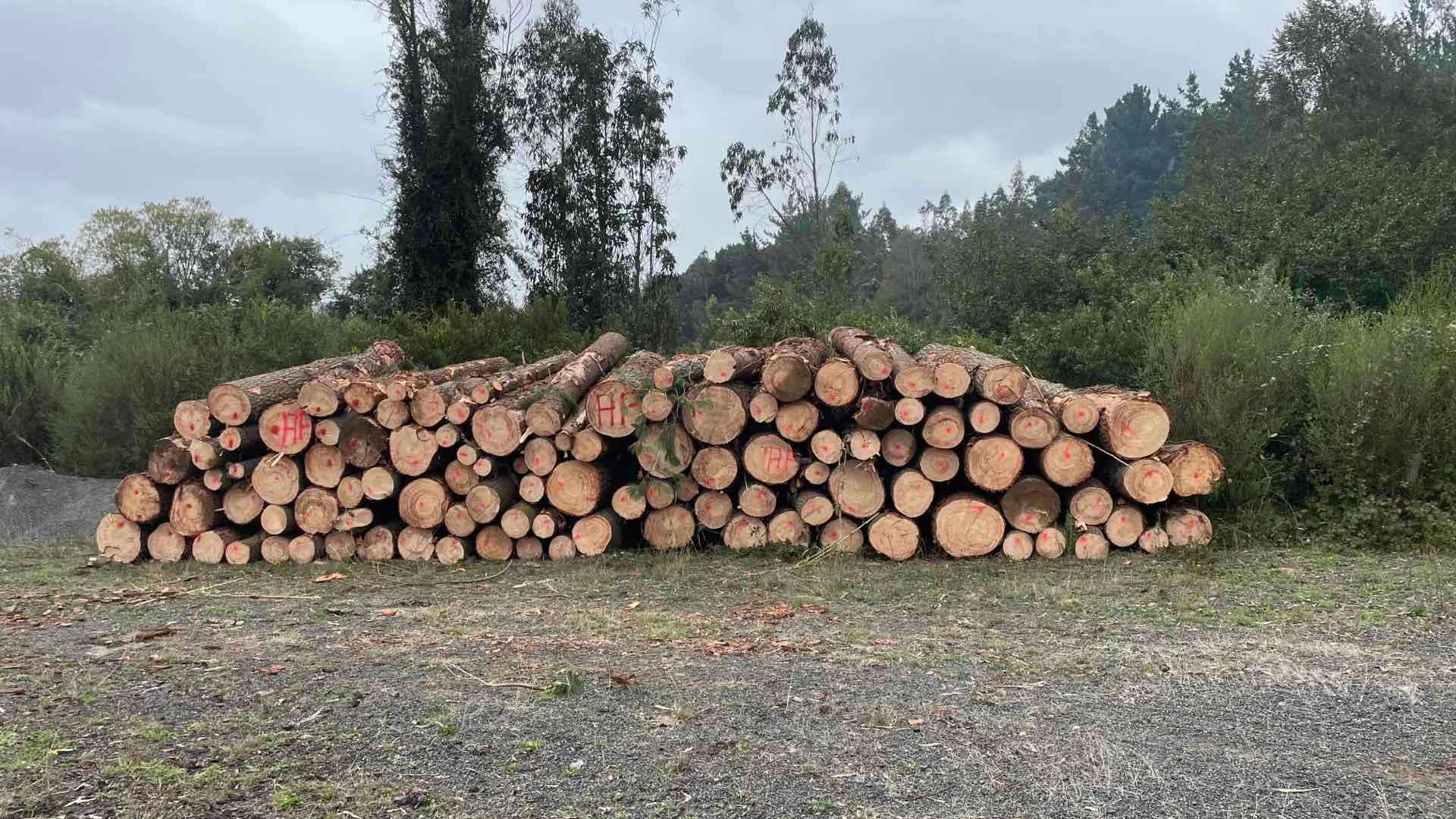 Se vende trozos de 330 de pino insigne - miniatura 4