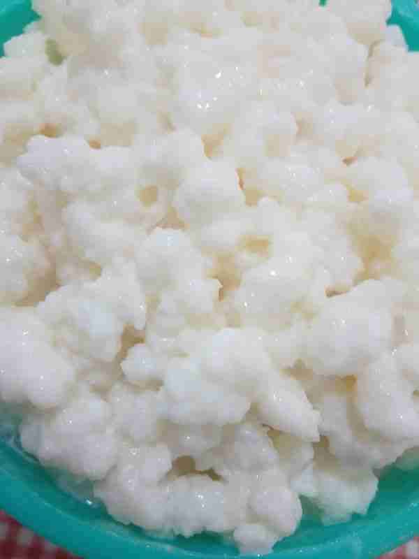 Granos de kéfir frescos - miniatura 2