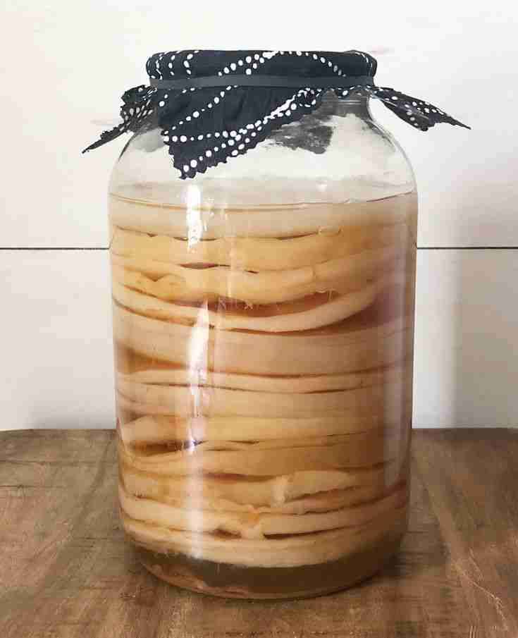 Cultivo de kombucha con SCOBY - miniatura 2