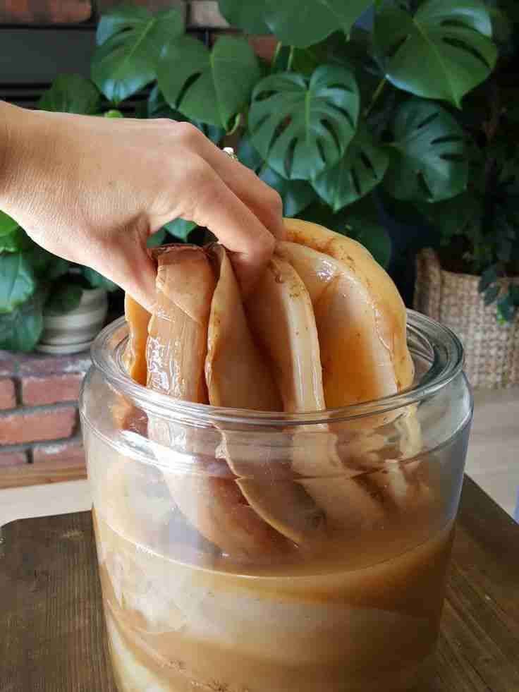 Cultivo de kombucha con SCOBY - miniatura 5