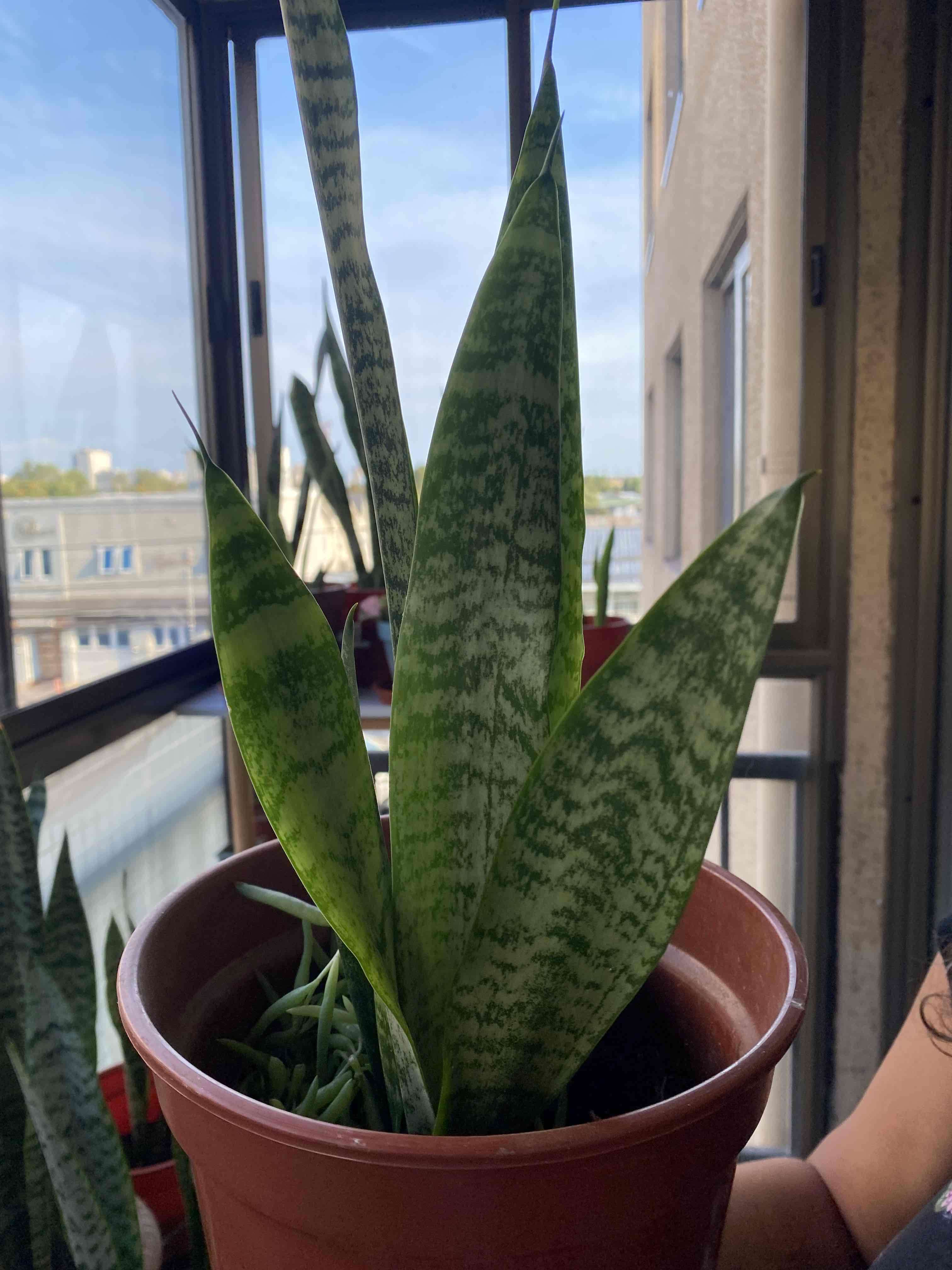 Planta Sansevieria en maceta - miniatura 2