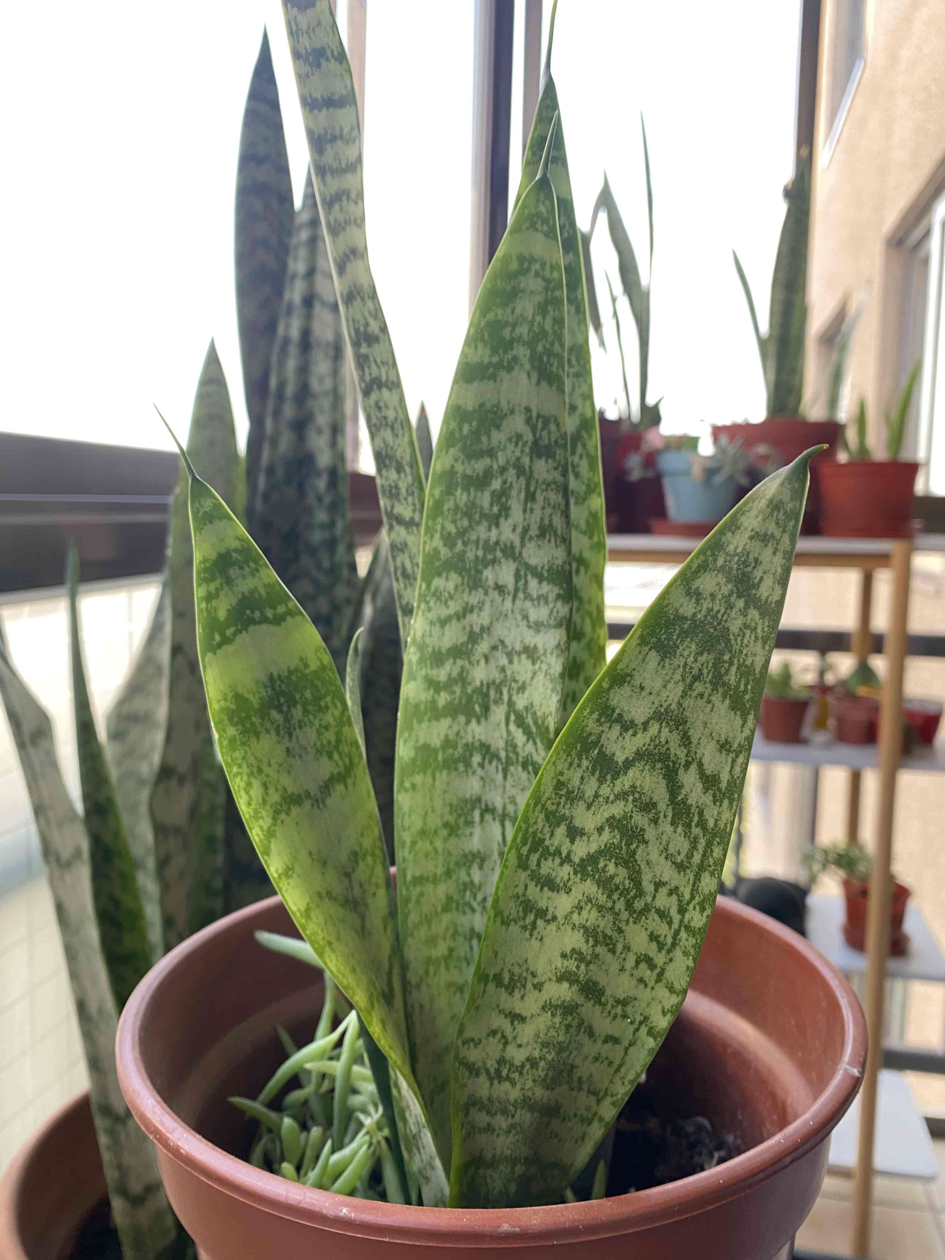 Planta Sansevieria en maceta - miniatura 3