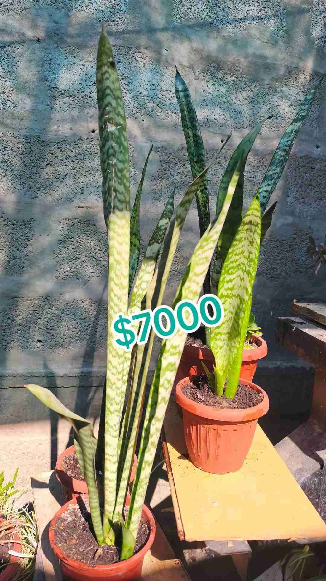 Cactus 🌵 suculentas - miniatura 2