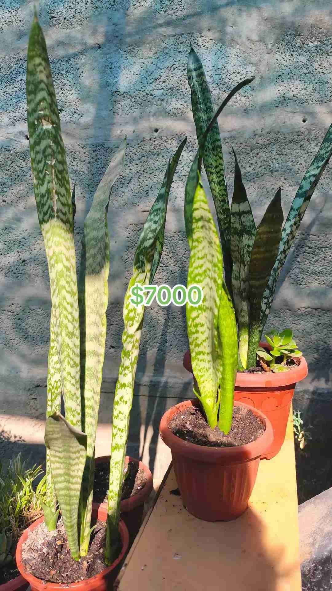 Cactus 🌵 suculentas - miniatura 3